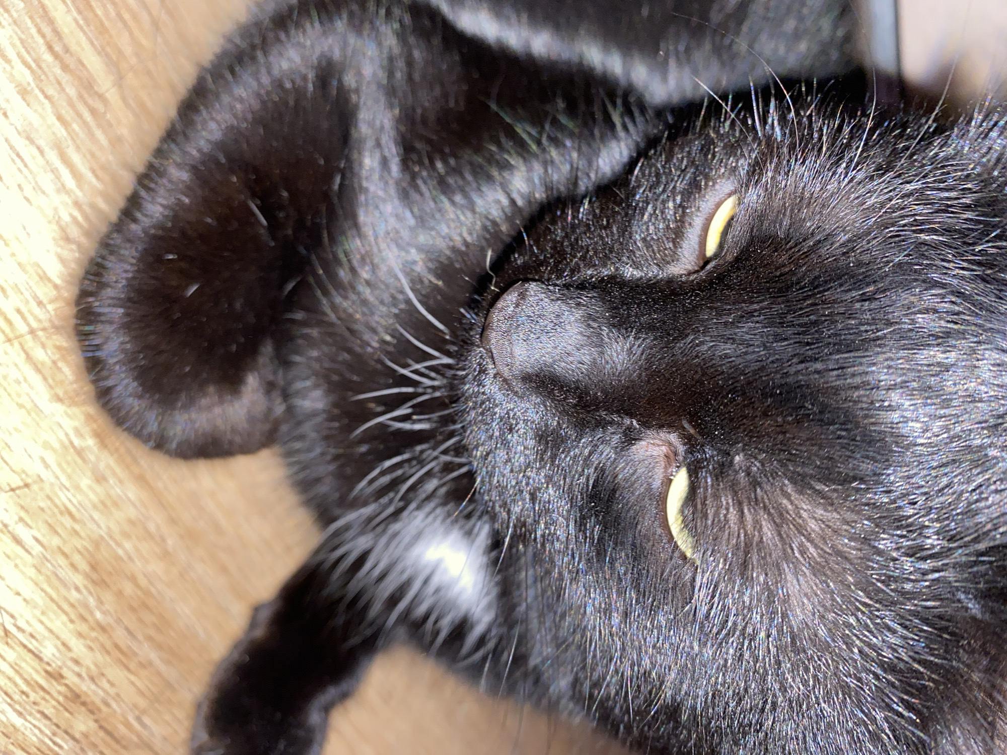 A close-up, slightly angled photograph shows a black cat lying on its back. The cat's head is oriented towards the upper right, and its paws are near the lower left. The cat has sleek black fur with some white whiskers and pale yellow eyes that are partially closed. The background appears to be a light-colored wooden surface. The location in Chaikovsky, Russia, is not determinable from the image.