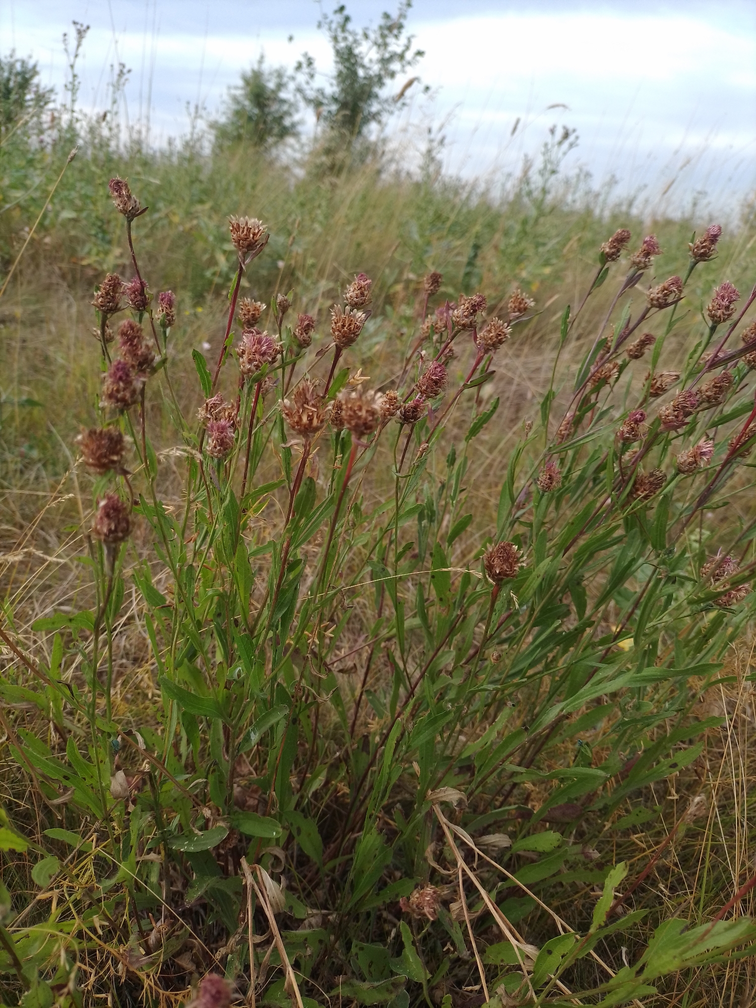 The image shows a close-up of a wild plant with numerous small, dried, reddish-brown flower heads on thin stems. The plant is growing in a grassy, somewhat overgrown area, likely outdoors. In the background, there are more tall grasses and some indistinct trees or shrubs under a cloudy sky. The scene appears to be in a natural or semi-natural setting. No people or structures are visible. The overall impression is one of a slightly arid, wild landscape.