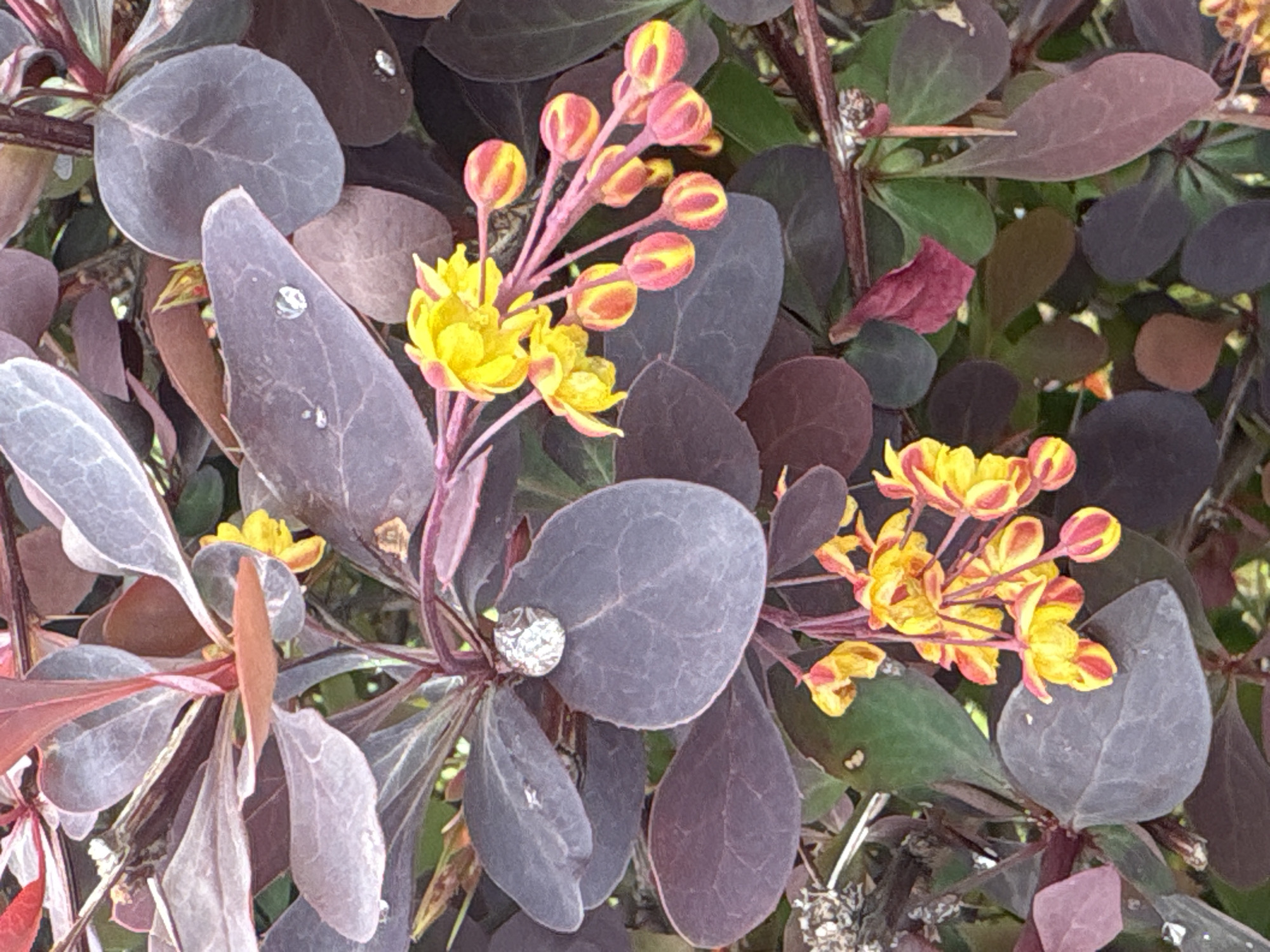 A close-up shot captures vibrant botanical details, likely of a Japanese Barberry (Berberis thunbergii atropurpurea) shrub. The dominant feature is a profusion of dark purplish-red leaves, varying in shape from oval to slightly elongated, with subtle venation visible. Several leaves prominently display small, clear water droplets, suggesting recent rain or dew.
Interspersed among the dark foliage are clusters of small, bright yellow flowers and buds. The open flowers are distinctly yellow, while many buds are a striking combination of yellow and red, often appearing striped or tipped with red. These flowers and buds emerge from slender, reddish-purple stems.
The background consists of blurred foliage, continuing the palette of dark purplish-red and hints of green, indicating a dense planting or a close-up focus on the plant. The lighting appears natural and bright, suggesting it is daytime. There is no discernible activity or event taking place, as it is a static image of plant life. No text is visible within the image. The location is contextualized as Bar, Montenegro.