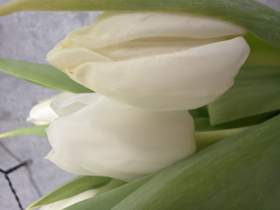 The scene depicts a close-up of a bouquet of white tulips, located in Ковалёво, Russia. No people are present. The primary subjects are three white tulip flowers and their green foliage. Two prominent tulip buds, a lighter white one on the left and a slightly cream-toned one on the right, are in the foreground, partially unfurled. Their petals are smooth, with minor, faint brown flecks visible on the tips of some petals. Surrounding the flowers are multiple broad, vibrant green leaves. In the soft-focus background, a light grey, textured surface is visible, possibly a wall. A faint dark, thin, linear element is discernable in the upper left background. No actions or interactions are occurring. The environment appears to be an indoor setting with diffused lighting.