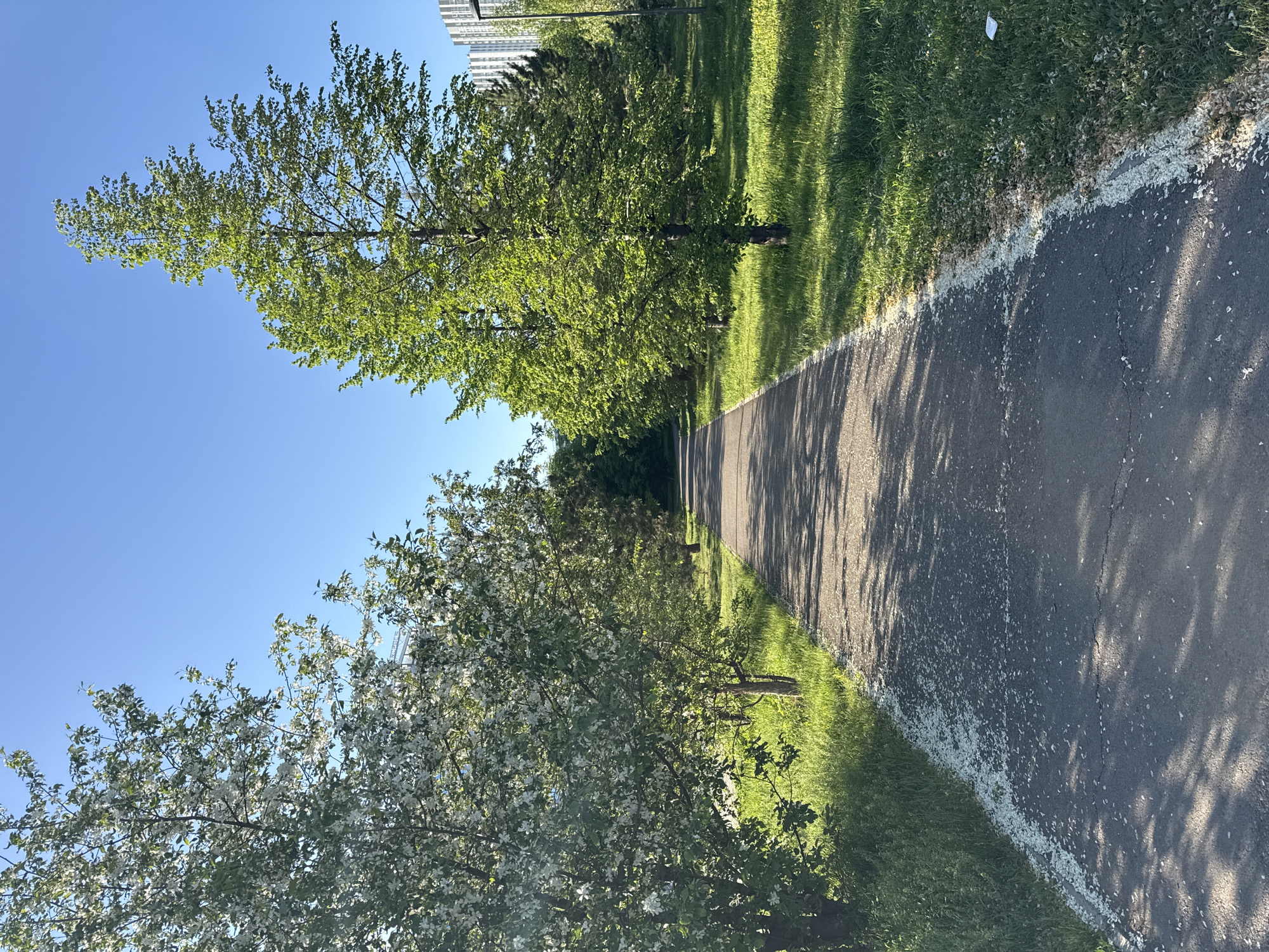 The media file displays an outdoor scene featuring a paved pathway winding through a green area under a clear blue sky. The image appears to be taken on a bright, sunny day, suggested by the distinct shadows cast by trees across the path and grass.
The main subjects are the pathway, lush green grass, and several trees. On the left side of the path, a tree laden with white blossoms stands prominently, its petals scattered on the adjacent grass and pathway. Further down the path on the same side, and along the right side, other trees with vibrant green leaves are visible. The grass bordering the path is a rich green, and there's a thin white line marking the edge of the asphalt pathway, particularly noticeable on the left.
The pathway itself is dark gray asphalt, showing some cracks and wear. Numerous small, white specks, likely fallen petals from the blossoming tree, are scattered across its surface. In the background, tall, light-colored buildings are partially visible, indicating an urban or suburban park setting.
There is no discernible human activity or any people present. The scene conveys a sense of peaceful tranquility. No visible text is present in the image. The location is Krasnoyarsk, Russia.