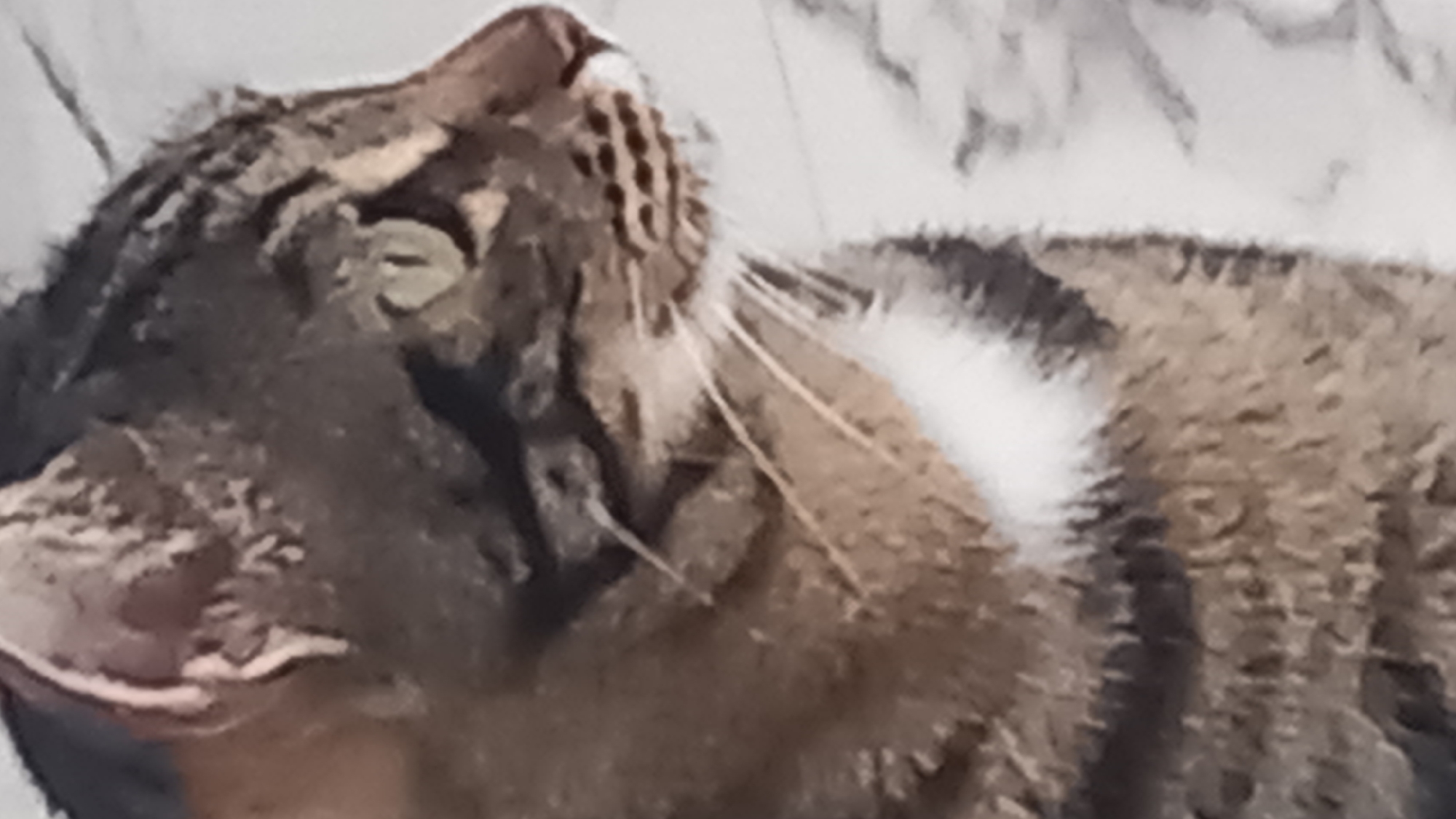 The image shows a close-up, profile view of a tabby cat. The cat's fur is a mix of brown, black, and white. Its left eye is visible, and appears to be green. White whiskers are prominent against its darker fur. The background is blurred and appears to be a light-colored, textured surface, possibly a blanket or fabric. There is no indication of the city of Άγιος Νεκτάριος, Greece, or any urban environment in the image.