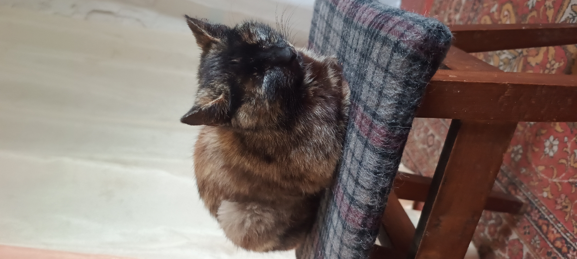 A tortoiseshell cat is resting on a stool. The cat is facing to the right, with its eyes closed. The stool has a dark gray, patterned cushion. The background is out of focus and appears to be a window with sheer curtains. The flooring beneath the stool is a red rug with a floral pattern. The scene is indoors.