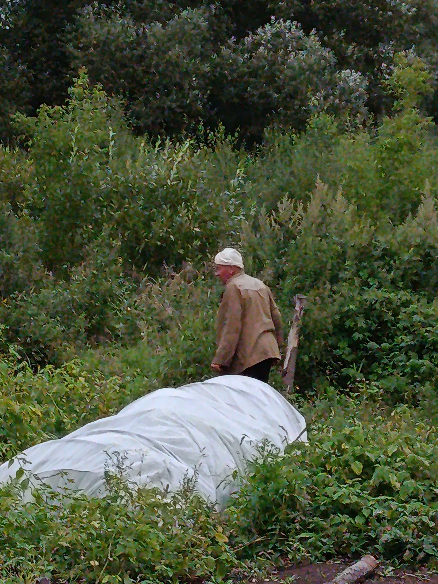An elderly person wearing a white hat and a brown jacket walks past a large, white tarp covered object in an outdoor setting. The tarp is draped over something long and curved, possibly a row of plants or a structure. The person is looking to the right. The background is filled with dense green foliage, suggesting a rural or garden environment. The location is identified as Veriya, Russia.
