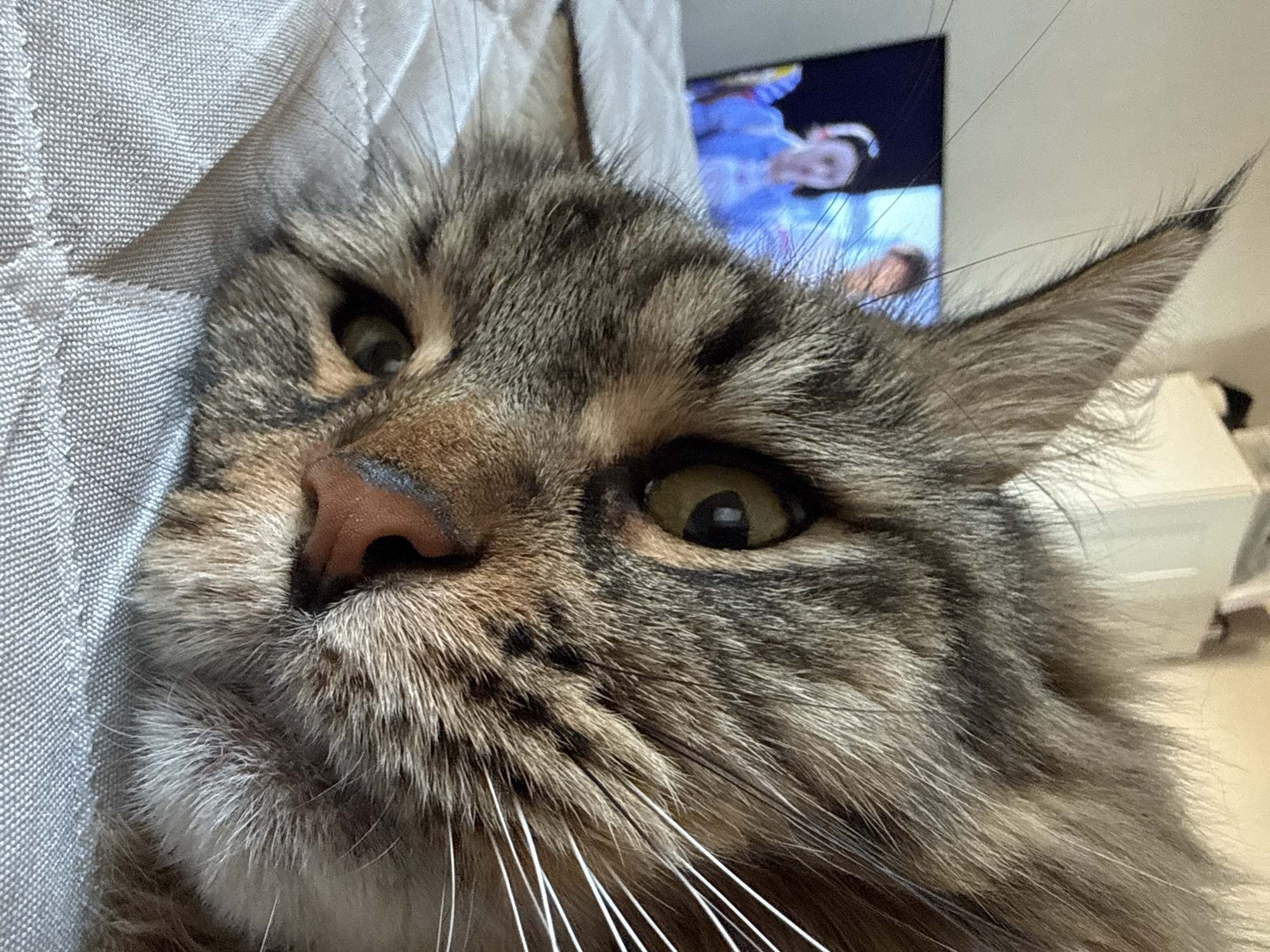 A close-up image shows the face of a tabby cat with long white whiskers, a pink nose, and amber eyes. The cat is lying on a light grey textured surface. The background contains a television displaying a blurry image of people and a white cabinet. The location is not discernible from the image.
