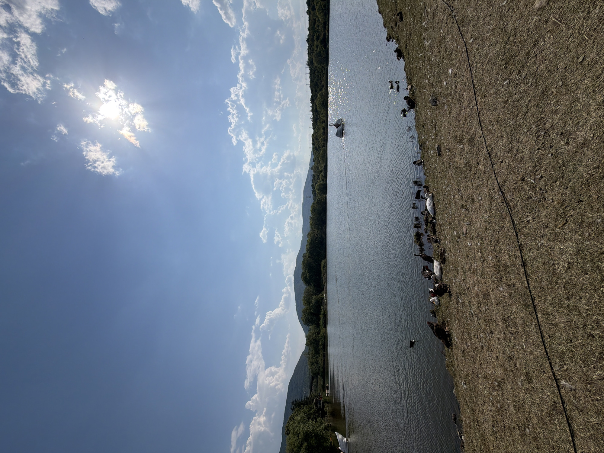 In the city of Ivanyane, Bulgaria, a tranquil lake is captured on a bright, sunny day. The sky is a vibrant blue, dotted with fluffy white clouds, and the sun shines brilliantly, casting a shimmering reflection on the water's surface. The lake is bordered by lush green trees and rolling hills in the distance. On the shore, a flock of ducks and geese is gathered on the dry, grassy bank. One swan is seen in the water, preening itself. Further out on the lake, a small paddle boat, designed in the shape of a swan, is being steered by a person. On the left side of the image, a white boat is docked near the shore. The scene evokes a sense of peace and natural beauty.