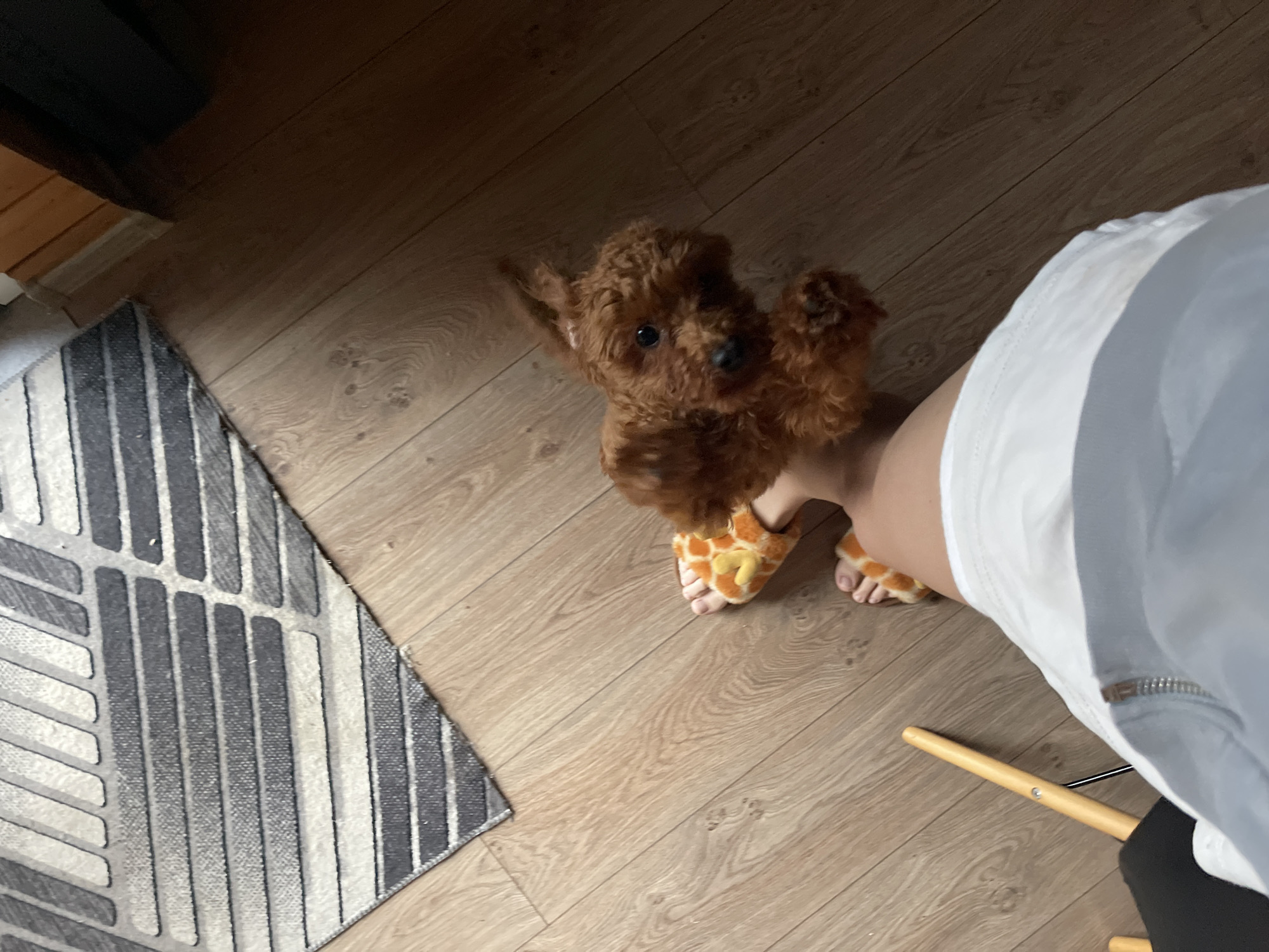 The image depicts an indoor scene with wooden flooring. In the foreground, a person's legs are visible, wearing orange and yellow fuzzy slippers with a pattern resembling a giraffe. The person is wearing white shorts. A small, fluffy, reddish-brown dog is perched on the person's right foot. The dog is looking directly at the camera with its head tilted. To the left of the person's legs, a portion of a black chair and a wooden stick-like object are visible. In the background, a rug with a geometric pattern of grey and white stripes is partially visible. The overall lighting suggests an indoor setting. There are no specific details in the image to indicate the location in Sofia, Bulgaria.