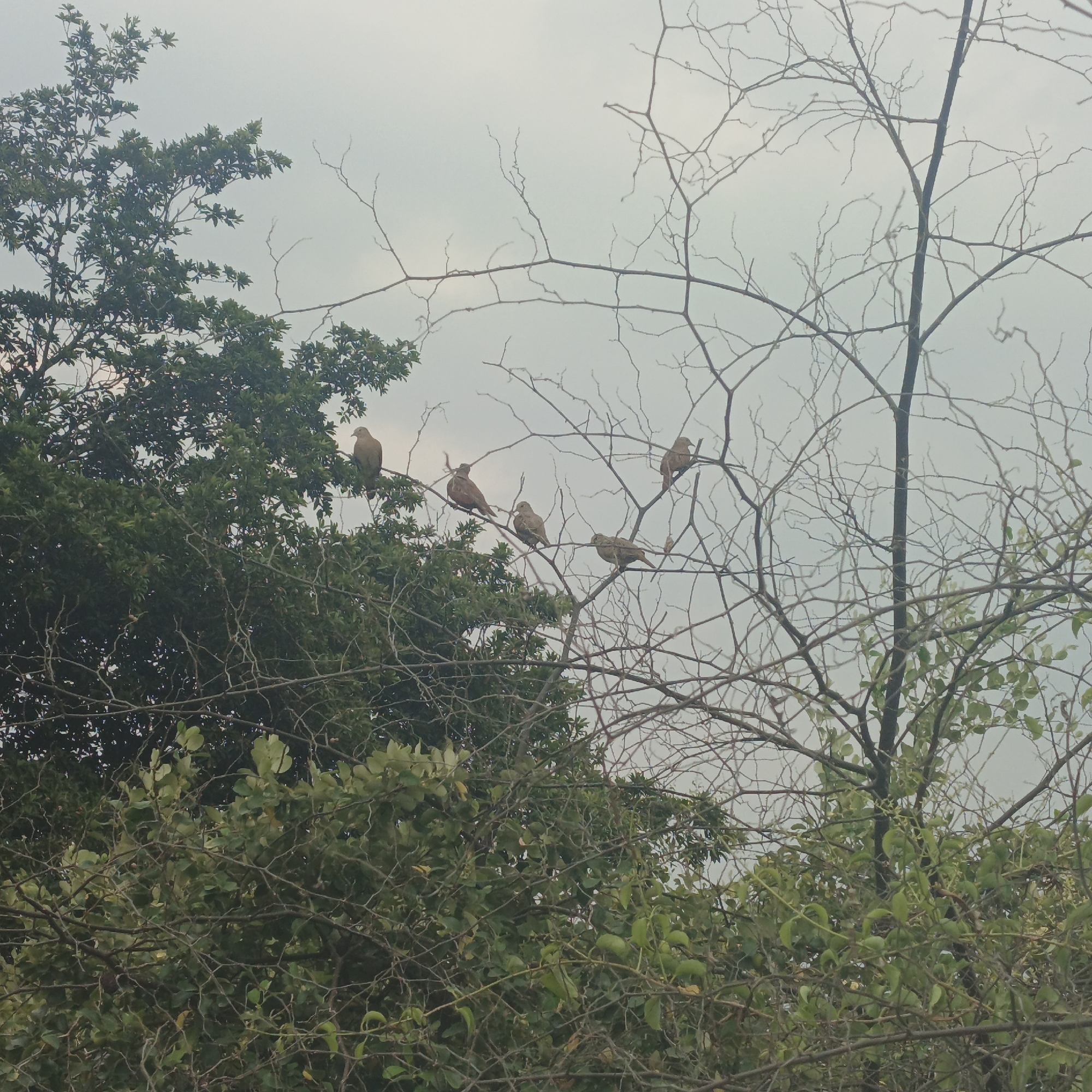 The scene depicts a natural outdoor environment in Tinaquillo, Venezuela, under an overcast sky. The image primarily features two prominent trees and five birds. On the left side, a densely foliated tree with dark green leaves occupies the upper and middle sections. To its right and extending across the upper-middle and right portions of the frame is a deciduous tree, largely bare of leaves, displaying a network of thin, dark branches. Five medium-sized, light brown birds, consistent with doves or pigeons, are perched at various points along the bare branches of this tree. One bird is positioned towards the upper-left, while four others are distributed across the central and right branches. No other discernible objects, individuals, or active interactions are observed within the frame. The lower section of the image shows additional green foliage and bare branches.