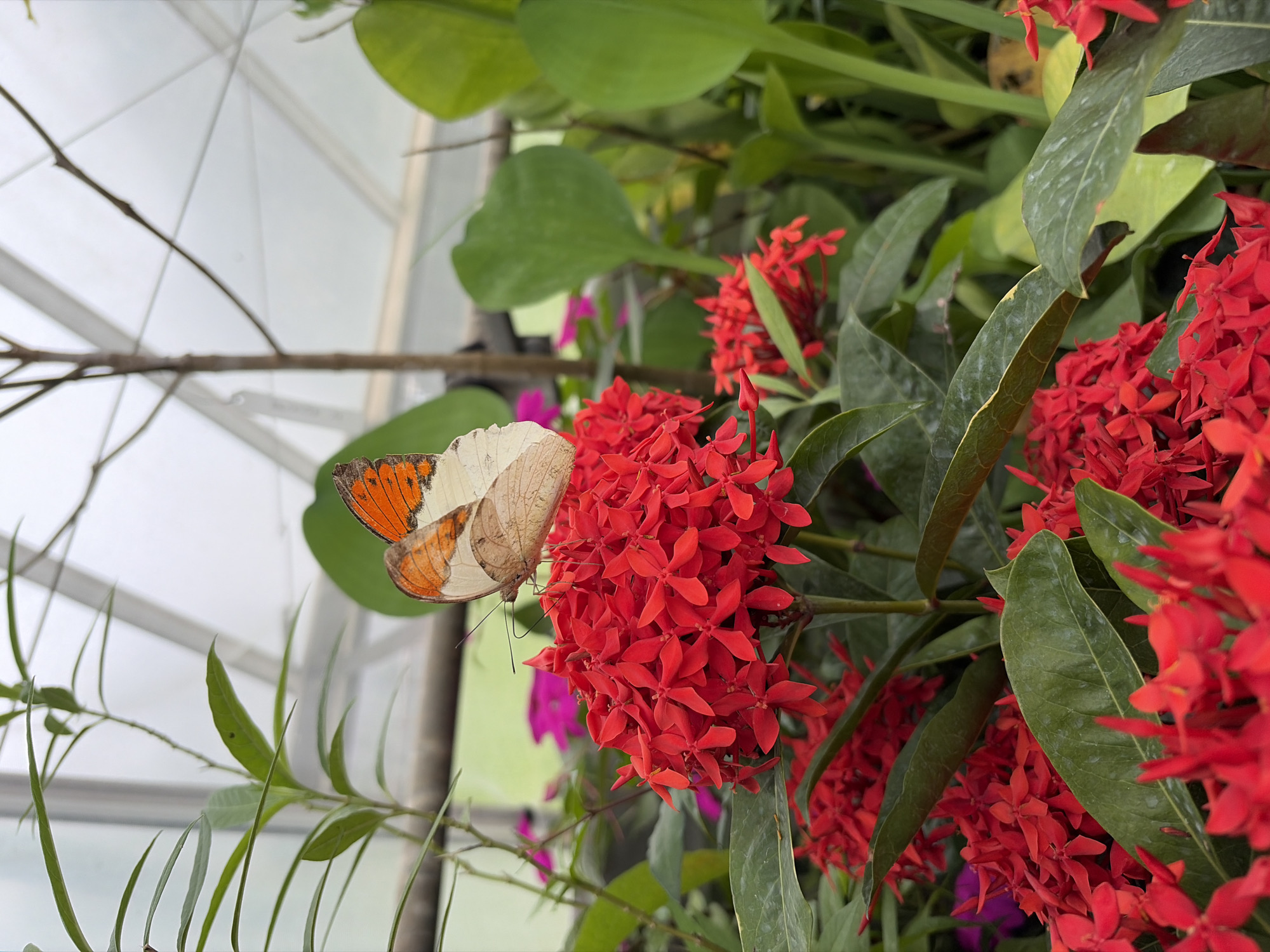 A butterfly with orange and white wings rests on a cluster of bright red Ixora flowers in a greenhouse in Pong Yaeng, Thailand. The butterfly's wings are predominantly white with orange markings near the tips, and its body is a light brown. It is positioned on top of a dense inflorescence of small, star-shaped red flowers. Lush green leaves surround the flowers, and in the background, out-of-focus pink flowers are visible. The greenhouse structure, with its translucent roofing and metal supports, is faintly visible through the foliage. The lighting suggests it is daytime, likely overcast or filtered due to the greenhouse environment. There are no people or animals other than the butterfly present.