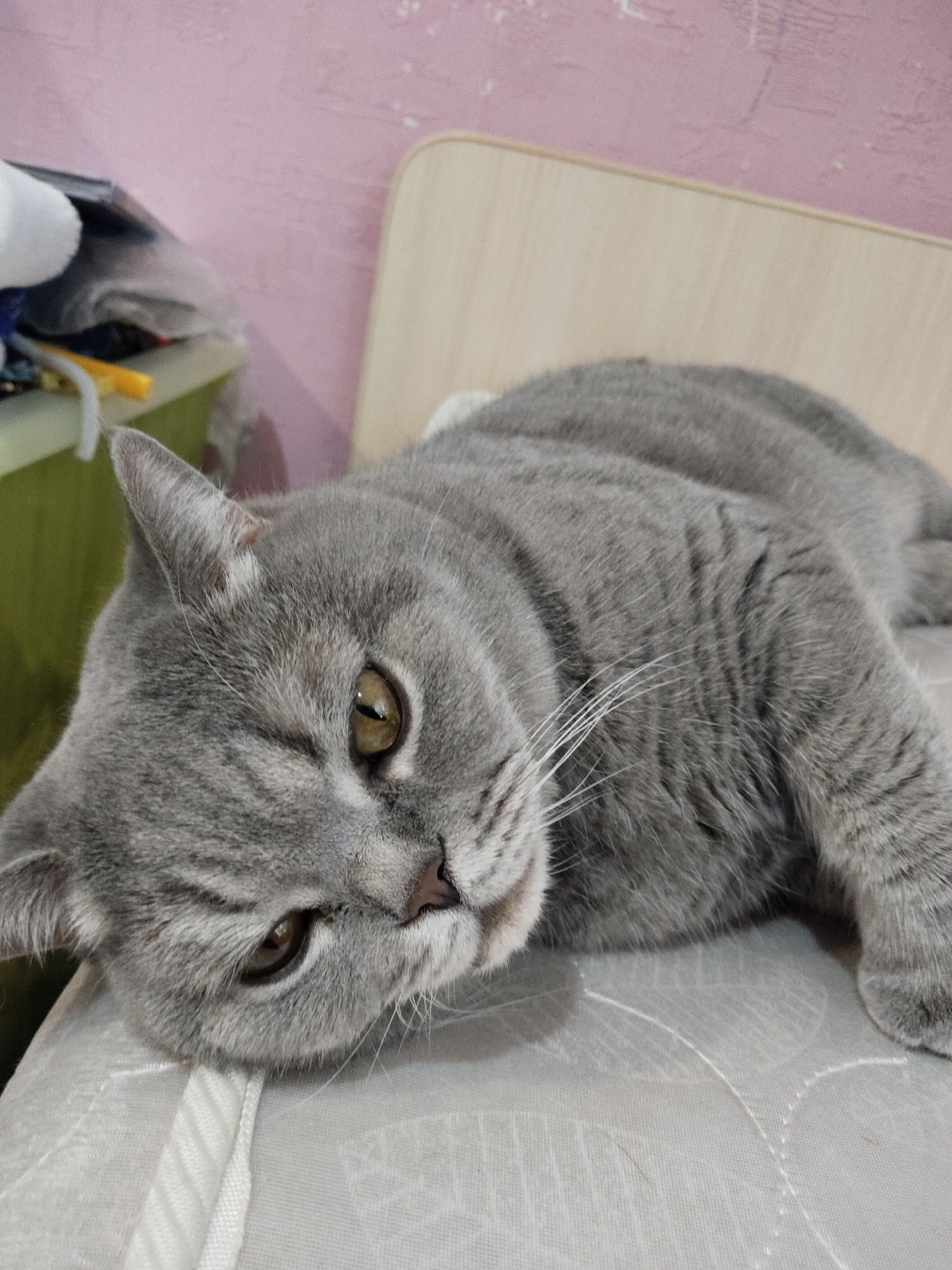 A gray cat lies on a gray surface. The background is a pink wall with a light brown headboard. To the left of the cat is a green and white object. The location is Unknown, Unknown.