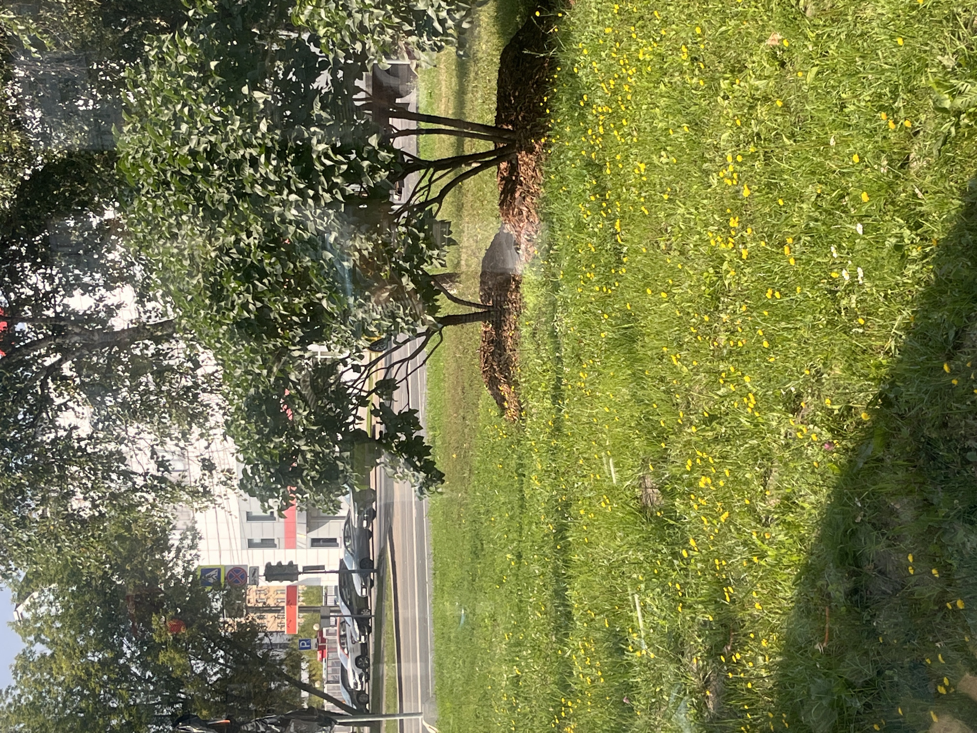 A medium-shot view captures a sunlit urban park in Moscow, Russia. The foreground is dominated by a vibrant green lawn dotted with small yellow wildflowers. Several trees are visible, with lush green foliage. One cluster of trees in the midground is surrounded by dark brown mulch at their bases. A light mist or vapor emanates from the base of these trees. In the background, a street with parked cars and traffic signals runs parallel to the park. A multi-story building with a white facade and red accents stands behind the trees and street. The overall scene depicts a typical sunny day in a well-maintained urban green space.