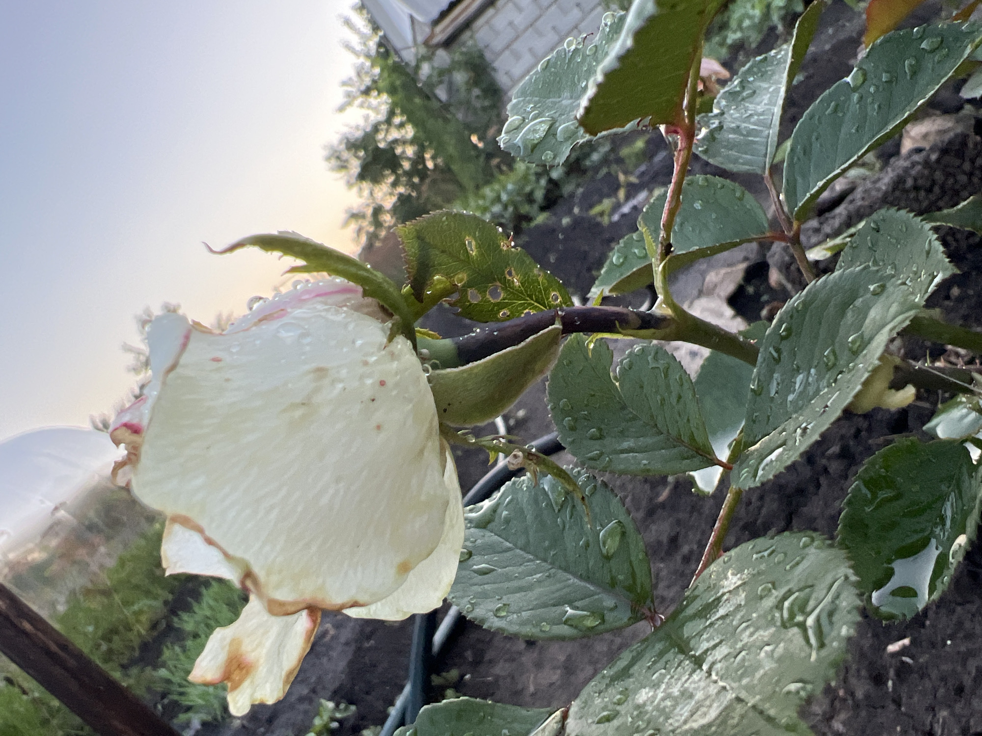 A close-up, eye-level shot features a wilting white rose with pinkish edges, adorned with water droplets, set against a dusky sky and a backdrop of garden foliage. The rose, positioned in the upper half of the frame, droops slightly, with its petals showing signs of decay. Several green rose leaves, also speckled with water droplets, are visible in the foreground, interspersed with dark soil. The background reveals a blurred scene of trees and a white structure, possibly a greenhouse or building, under a pale sky tinged with the soft hues of sunset. A dark hose is visible behind the rose stem. The scene appears to be located in Lopatino, Russia, suggesting a domestic garden setting.