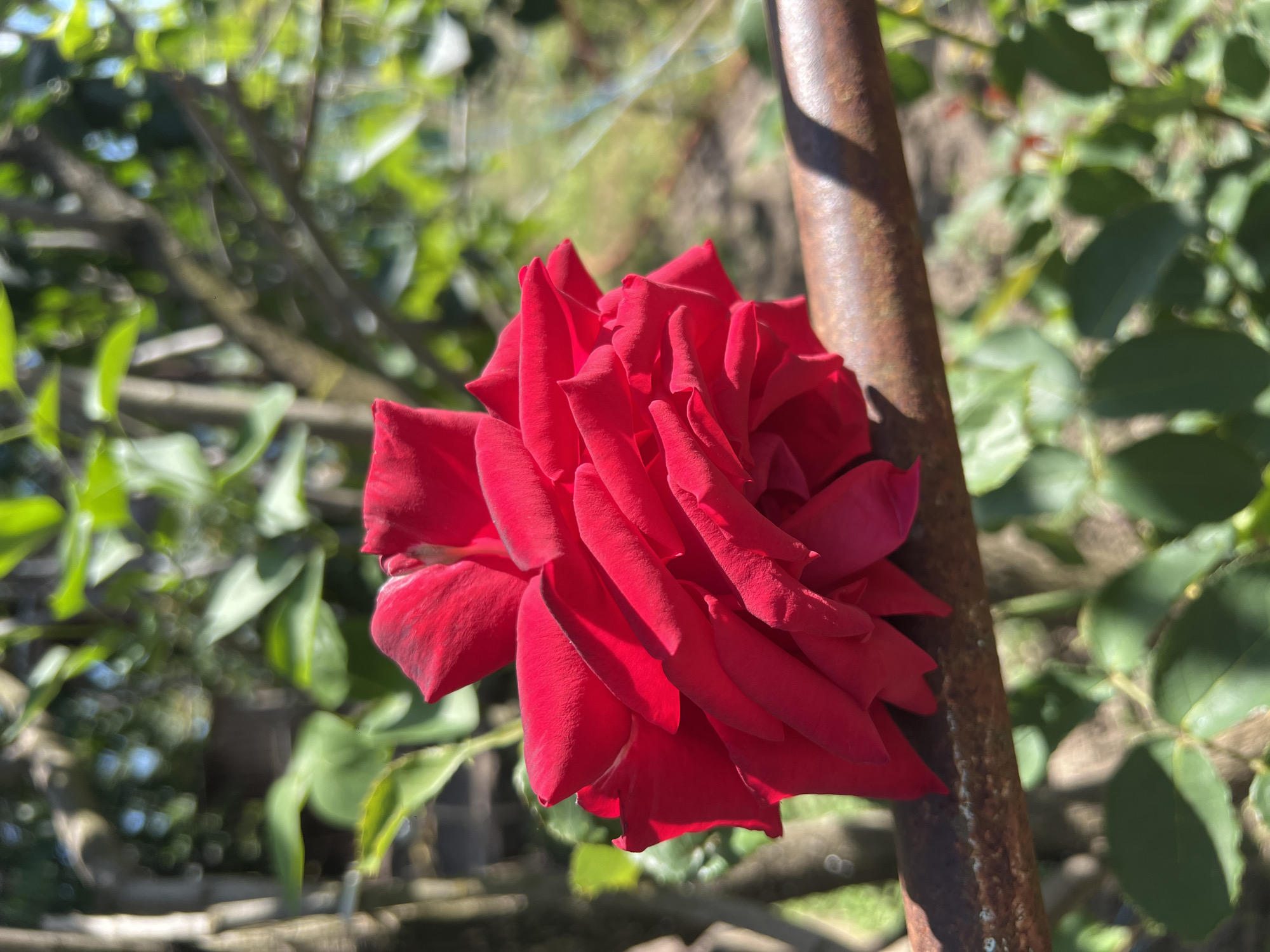 This media file captures a close-up view of a vibrant red rose, its petals unfurling in the sunlight. The rose is positioned to the left of a rusty, weathered metal pole that runs vertically through the frame. The background is a blur of green foliage, suggesting a garden or natural setting. Sunlight filters through the leaves, creating dappled light and shadows, indicating it is daytime with clear skies. The overall mood is serene and natural. There are no people or visible text in the image. The scene appears to be an outdoor environment, possibly in Sukhyi Lyman, Ukraine, given the provided location context. The focus is on the texture and rich color of the rose against the soft, out-of-focus greenery and the starkness of the metal pole.