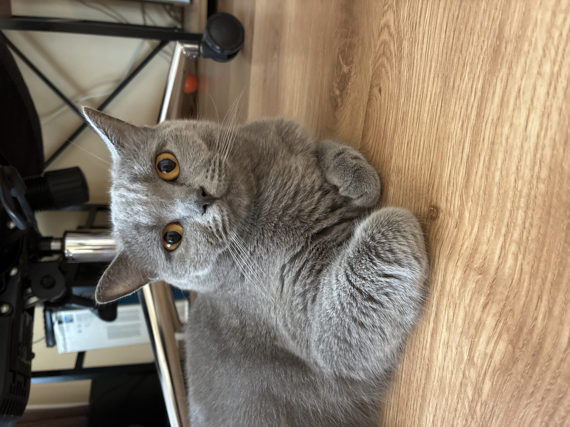 A British Shorthair cat with grey fur and orange eyes lies on a wooden floor. The cat is looking directly at the camera. In the background, the base of a black office chair with silver legs and wheels is visible. There is also a white vertical object with a ribbed surface, possibly a radiator or air purifier, positioned behind the chair. The scene is indoors, likely in a domestic setting.