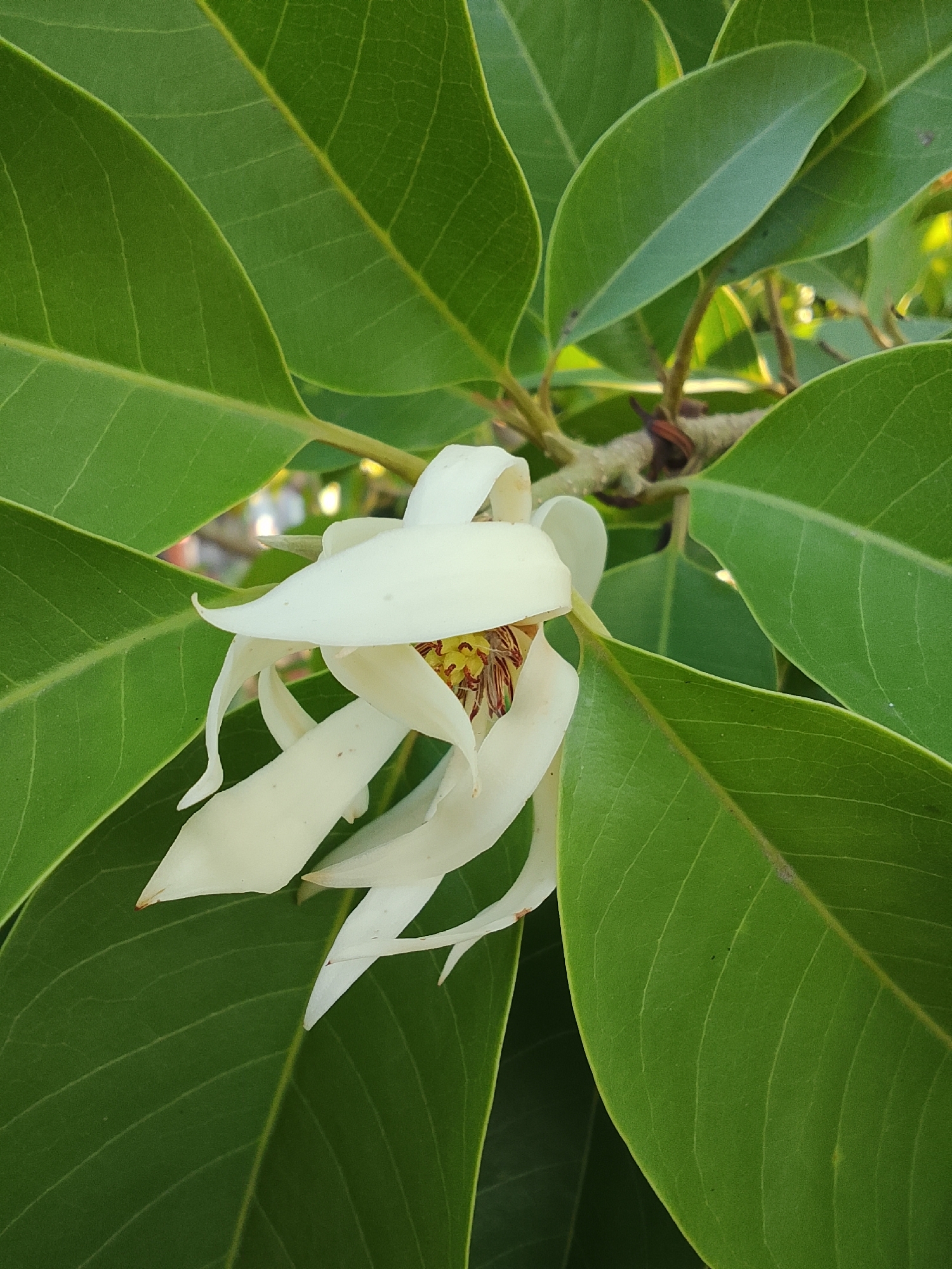 The image captures a close-up of a white flower, likely a magnolia, with delicate, elongated petals. The flower is surrounded by lush, green leaves, some of which are in sharp focus, while others are softly blurred in the background. The lighting suggests it was taken outdoors, possibly during the day, with natural light illuminating the scene. The focus is primarily on the flower, highlighting its intricate structure and subtle coloration, with hints of yellow and red in its center. The surrounding leaves provide a vibrant contrast to the pale white of the petals. The overall impression is one of natural beauty and tranquility, focusing on the delicate details of the flora. There are no people or man-made objects prominently featured in the image. The scene is one of nature.