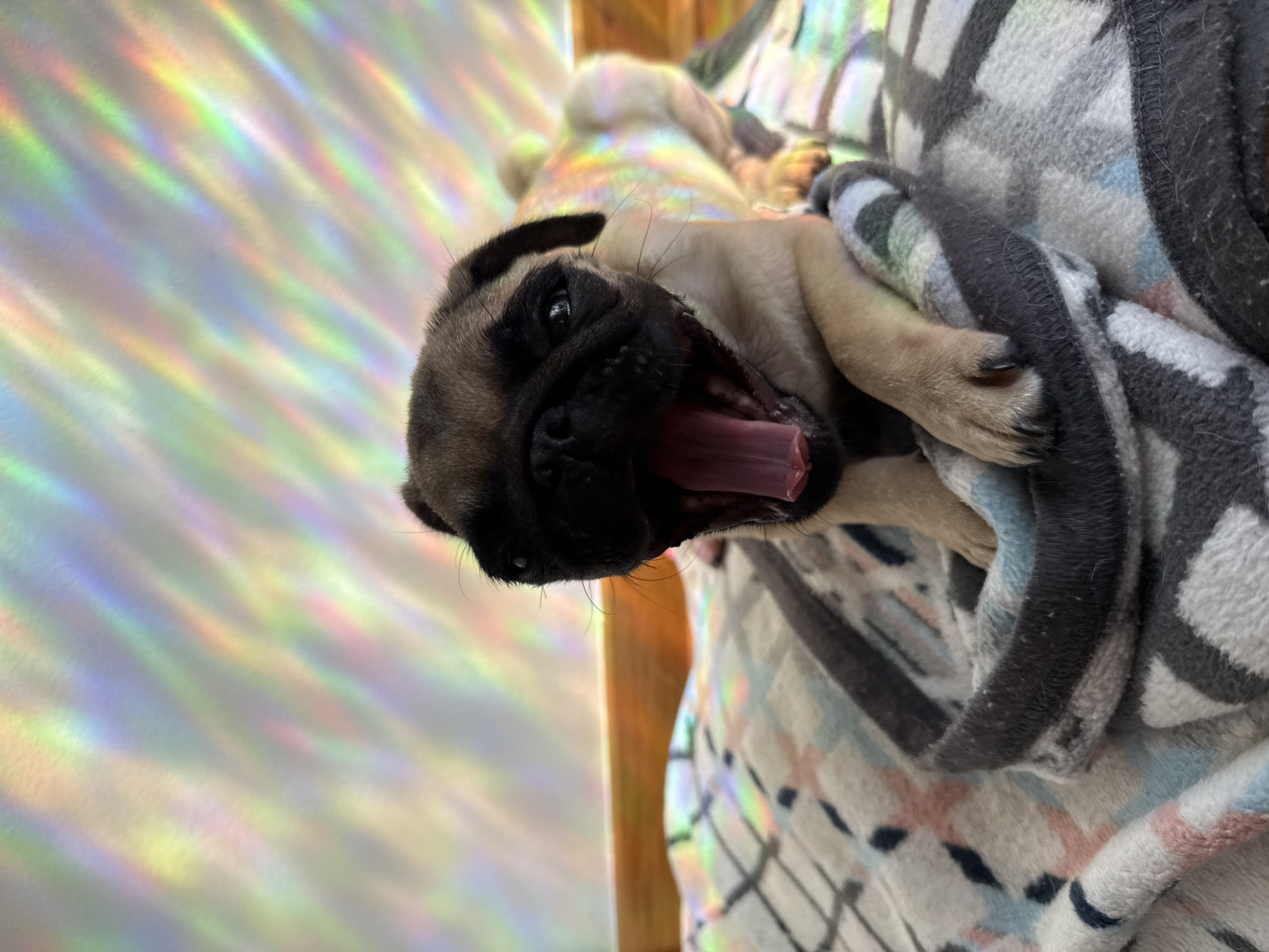 An extreme close-up shot shows a fawn-colored pug puppy yawning while lying on a blanket with a rainbow light refraction effect across the background and on its fur. The puppy is positioned in the center of the frame, facing forward with its mouth wide open and tongue visible. Its eyes are open, and its ears are folded back. The blanket beneath it has a pattern of gray, white, black, pink, and blue geometric shapes. The background is out of focus and displays streaks of rainbow colors, creating a dreamlike atmosphere. The lighting is soft, with the rainbow effect dominating the upper portion of the image and casting colorful hues onto the puppy's body. The scene appears to be indoors, on a bed or sofa.