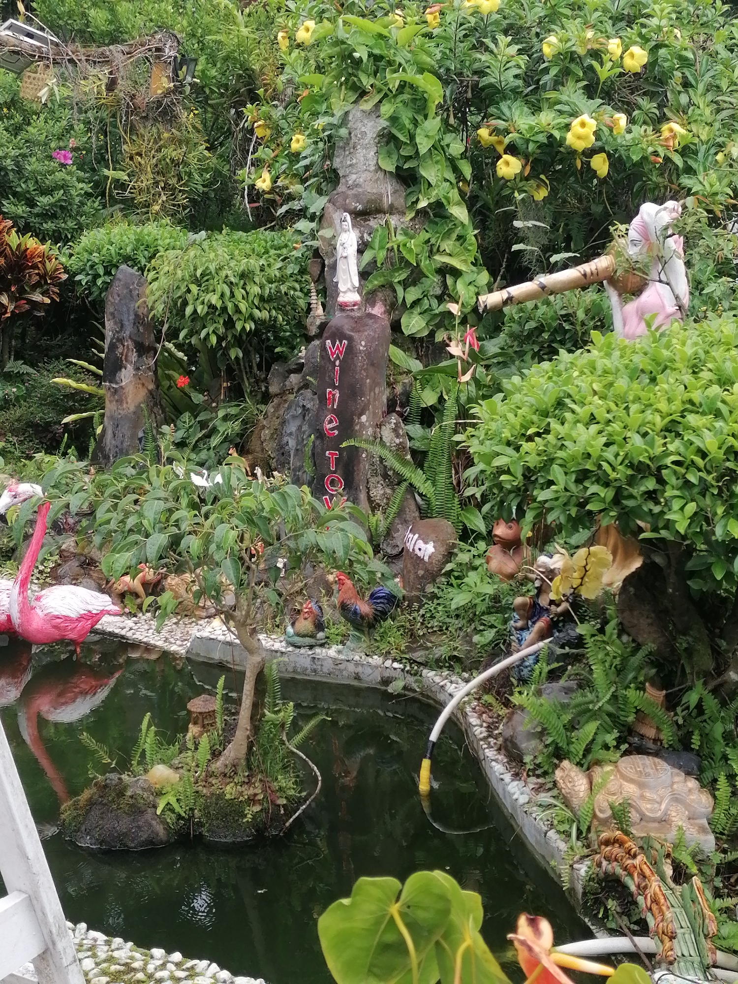 This image captures a vibrant, lush garden scene featuring a decorative pond. The setting is rich with dense green foliage, including ferns, shrubs, and trees, interspersed with yellow trumpet-shaped flowers and other colorful blooms.
The pond, with its dark green water, dominates the lower half of the frame. Two large pink flamingo statues are partially submerged on the left side, their reflections visible in the water. A small island adorned with moss, ferns, and a miniature hut structure sits towards the center of the pond. The pond's edge is lined with white stones and concrete. A white hose is visible, curving into the water from the right side.
Numerous statues and figures are nestled among the plants and rocks around the pond. A white statue, resembling the Virgin Mary, stands prominently on a tall, dark rock towards the center-left. Further to the right, a pink-bodied figure, possibly a deity or mythical creature, is depicted playing a long, light brown flute-like instrument made of bamboo. Nearby, two colorful rooster statues are positioned at the pond's edge. Other figures include a large, ornate golden turtle statue on the right bank, a brown gnome-like character, and another small figure holding a yellow flower.
Visible text includes "WINE TOY" written vertically in red capital letters on the tall rock supporting the Virgin Mary statue. On a smaller, light brown rock to the left of the gnome figure, "alat" is inscribed in white. The overall scene suggests a meticulously crafted ornamental garden, likely a tourist attraction or private sanctuary, imbued with a whimsical and spiritual atmosphere, characteristic of outdoor spaces in places like Da Lat, Vietnam. The time of day is daytime, with soft, natural light illuminating the scene.