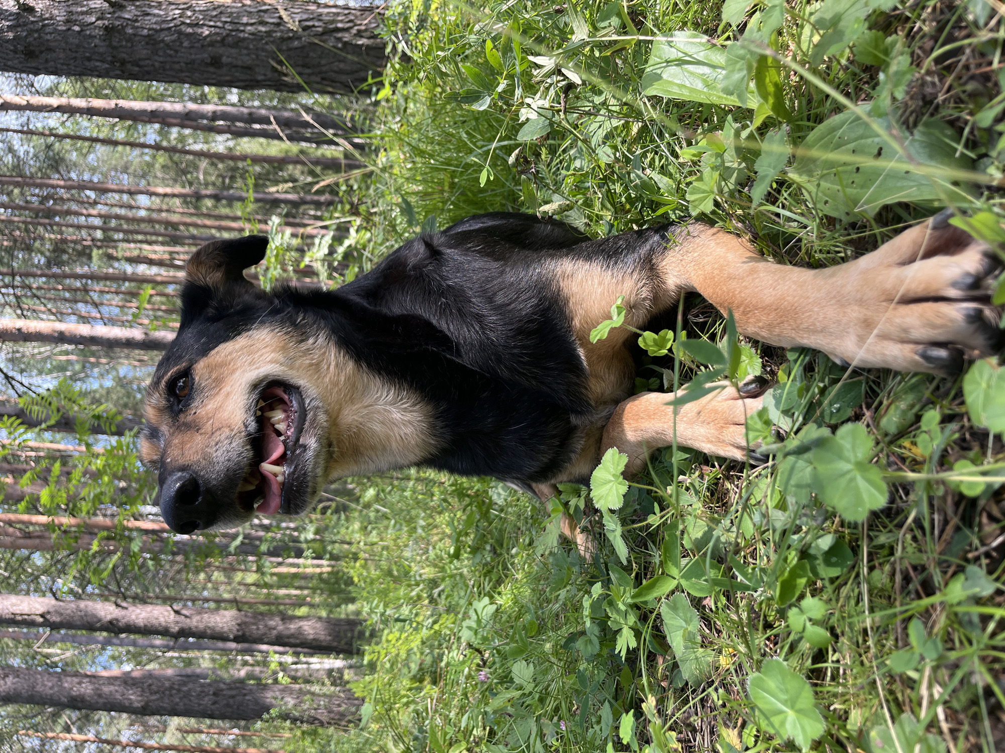 A medium-sized dog with black and tan fur lies in tall green grass in a forest. The dog's mouth is open, showing its teeth and tongue. The dog is looking up and to the left of the frame. The background is out of focus, showing tall, thin trees with a bright sky visible through the branches. There are no people or other objects visible in the image. The location is not identifiable as Nizhny Tagil, Russia.