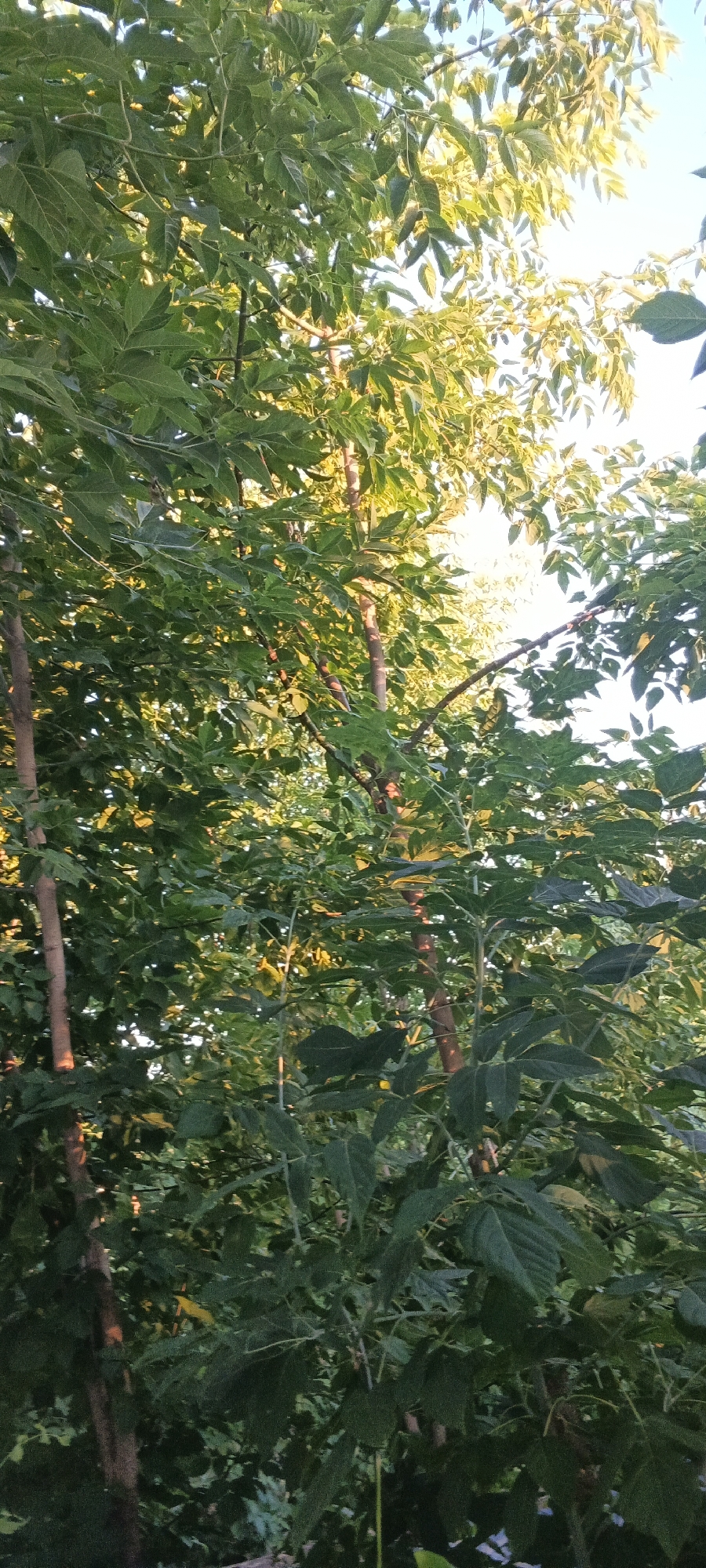 The image captures a dense cluster of green foliage, primarily consisting of tree leaves, with several tree trunks visible. The sunlight filters through the leaves, creating areas of bright illumination and dappled shadows. The scene is characterized by a natural, outdoor environment. There are no people or man-made objects clearly discernible in the image. The location in Chernyavskii, Russia, is not explicitly depicted by any specific landmarks, but the presence of mature trees suggests a park, forest edge, or a heavily vegetated residential area.