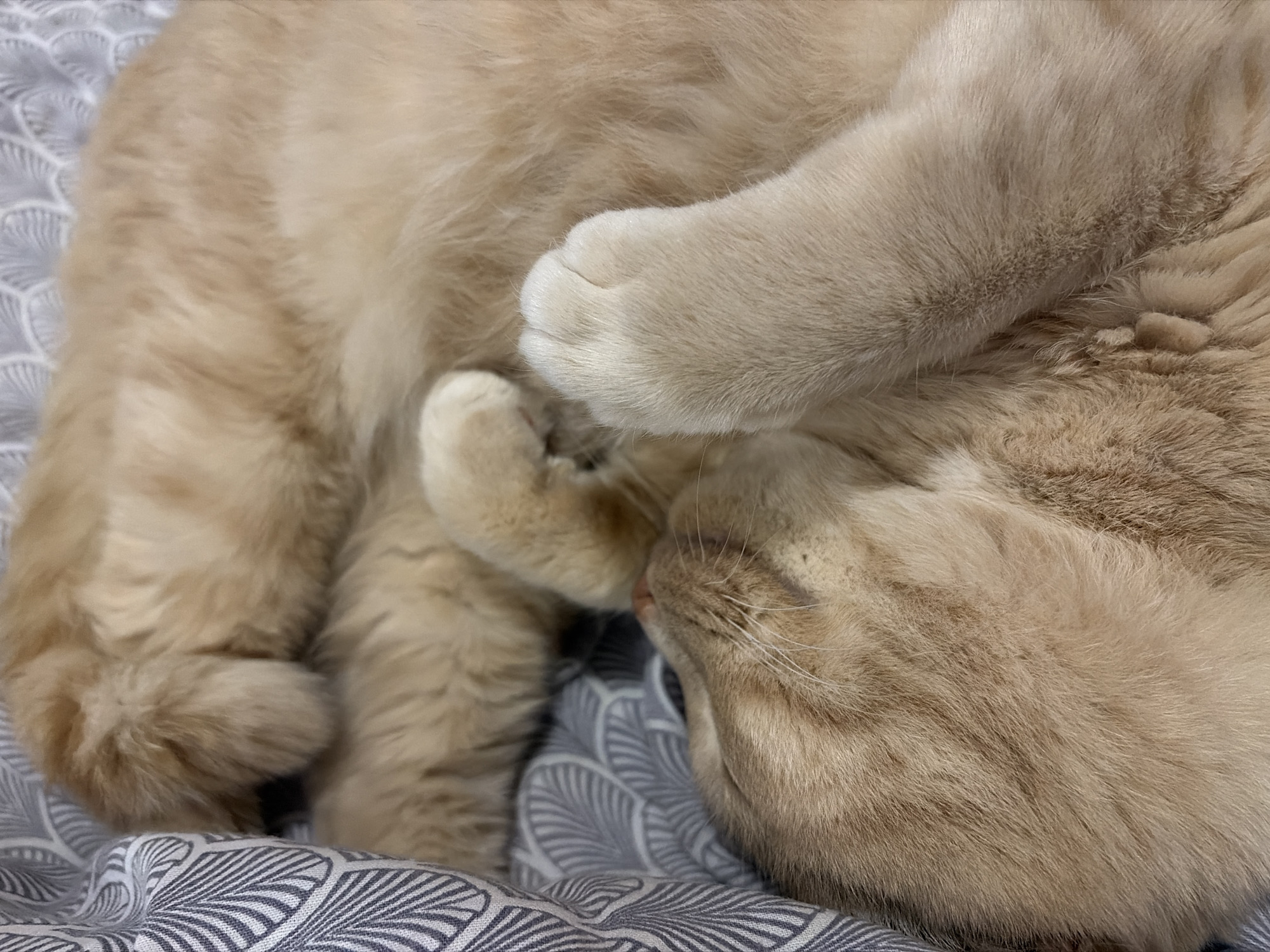 This image shows a close-up view of two light brown cats sleeping. The cat in the foreground is curled up with its head resting on its paws, while the other cat is behind it, partially visible. They are lying on a patterned grey and white blanket. The overall impression is one of comfort and peacefulness. There is no information in the image to indicate the location in the city of Chaikovsky, Russia.