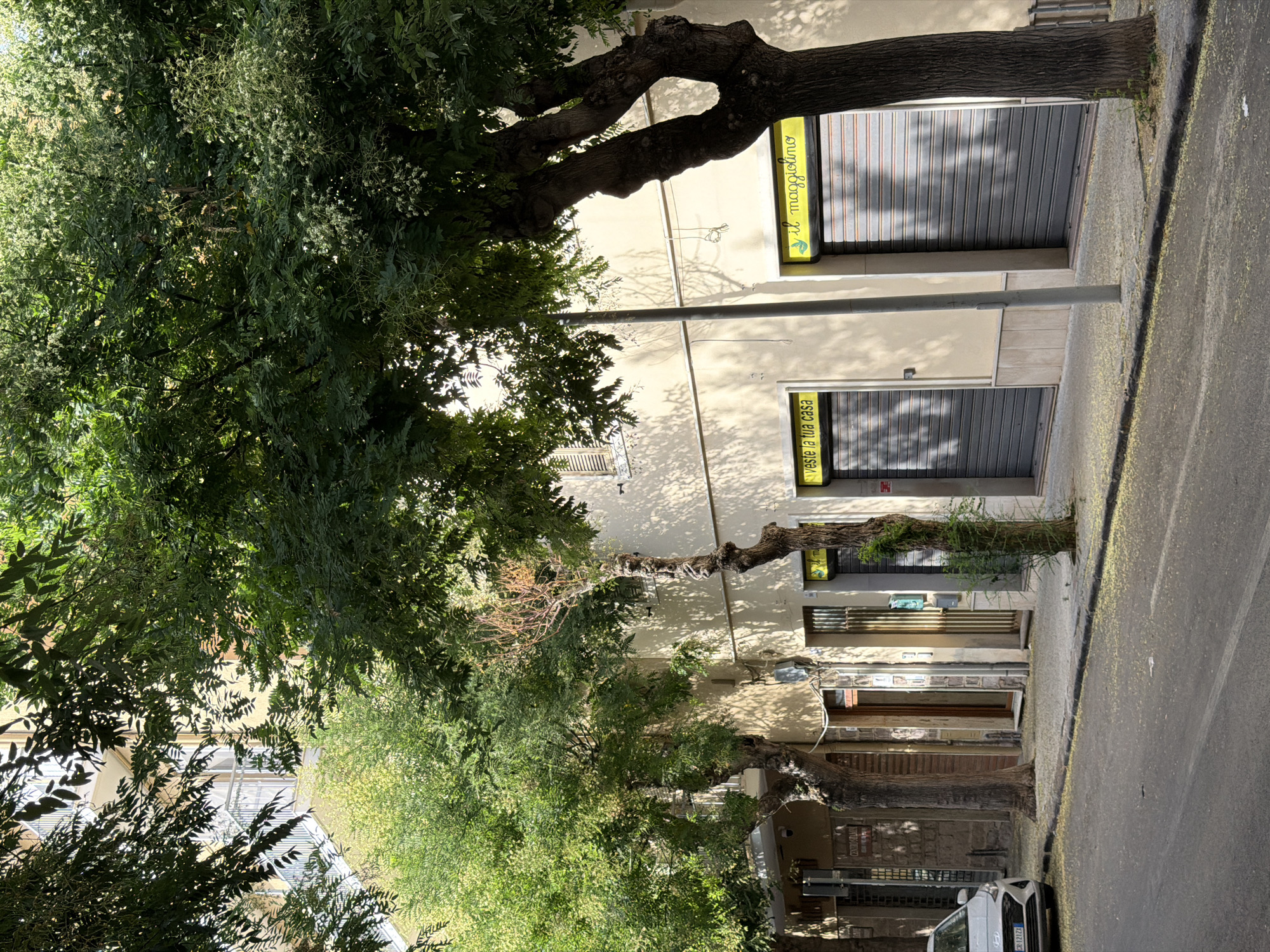 The image depicts a street scene in Alghero, Italy. The foreground shows a paved road with scattered yellow petals. A grey car is parked on the left side of the road. The sidewalk is lined with trees, one with a bare, twisted trunk and another with lush green foliage. Behind the trees is a building with a cream-colored facade. Several storefronts with grey roller shutters are visible. One storefront has a yellow sign with Italian text that reads "veste la tua casa". Another adjacent storefront also has a yellow sign with the text "il maggiolino". A light pole stands on the sidewalk. The lighting suggests it is daytime, with shadows cast by the trees and building.