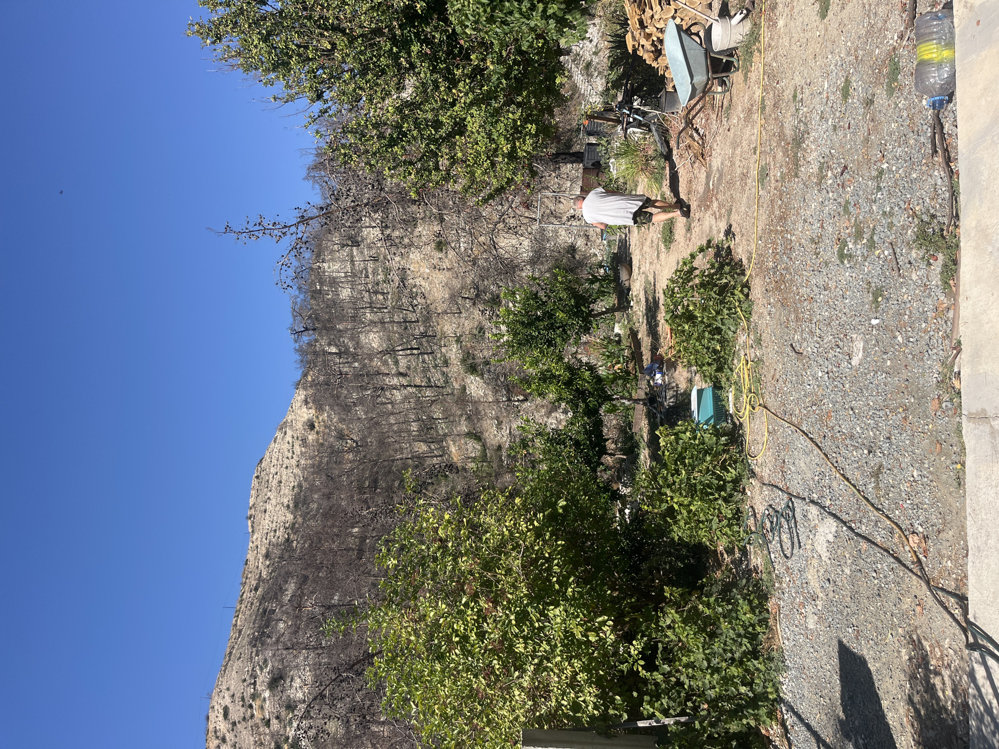 In the city of Silikou, Cyprus, an individual walks away from the camera through a yard that appears to be recovering from a fire. The background shows a hillside with sparse, burnt trees and some green vegetation, indicating a landscape affected by a wildfire. In the foreground, the yard is covered in gravel and dirt, with several green bushes and some smaller trees. Various objects are scattered around, including garden hoses, a green plastic container, a wheelbarrow, a pile of logs, a bucket, and a plastic water bottle. The sky is clear and blue. The man is wearing a light-colored t-shirt and camouflage shorts, and appears to be casually walking through the yard.