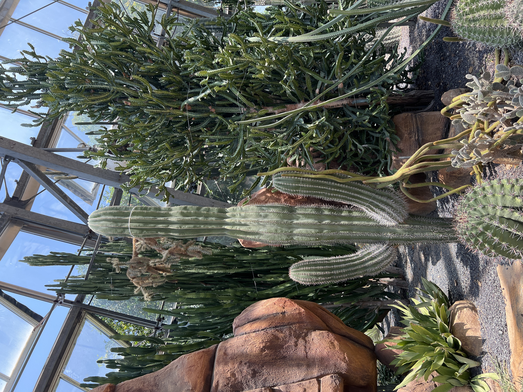 The image captures the interior of a greenhouse or botanical garden, likely located in a tropical region. The structural supports of the greenhouse are visible, creating a framed view of the sky and the surrounding landscape through the glass panels. The predominant subjects are various species of cacti and succulents. A large saguaro-like cactus is prominently displayed in the center, showcasing its ribbed form and rows of spines. Other types of cacti, including a bushier variety with multiple stems and smaller, segmented cacti, surround it. Large, simulated rocks are placed around the plants, contributing to a desert-like environment. The lighting appears natural, with sunlight filtering through the greenhouse, casting shadows and highlighting the textures of the plants and rocks.
I am unable to give the location in Nha Trang, Vietnam, as I don't have the data to do so.