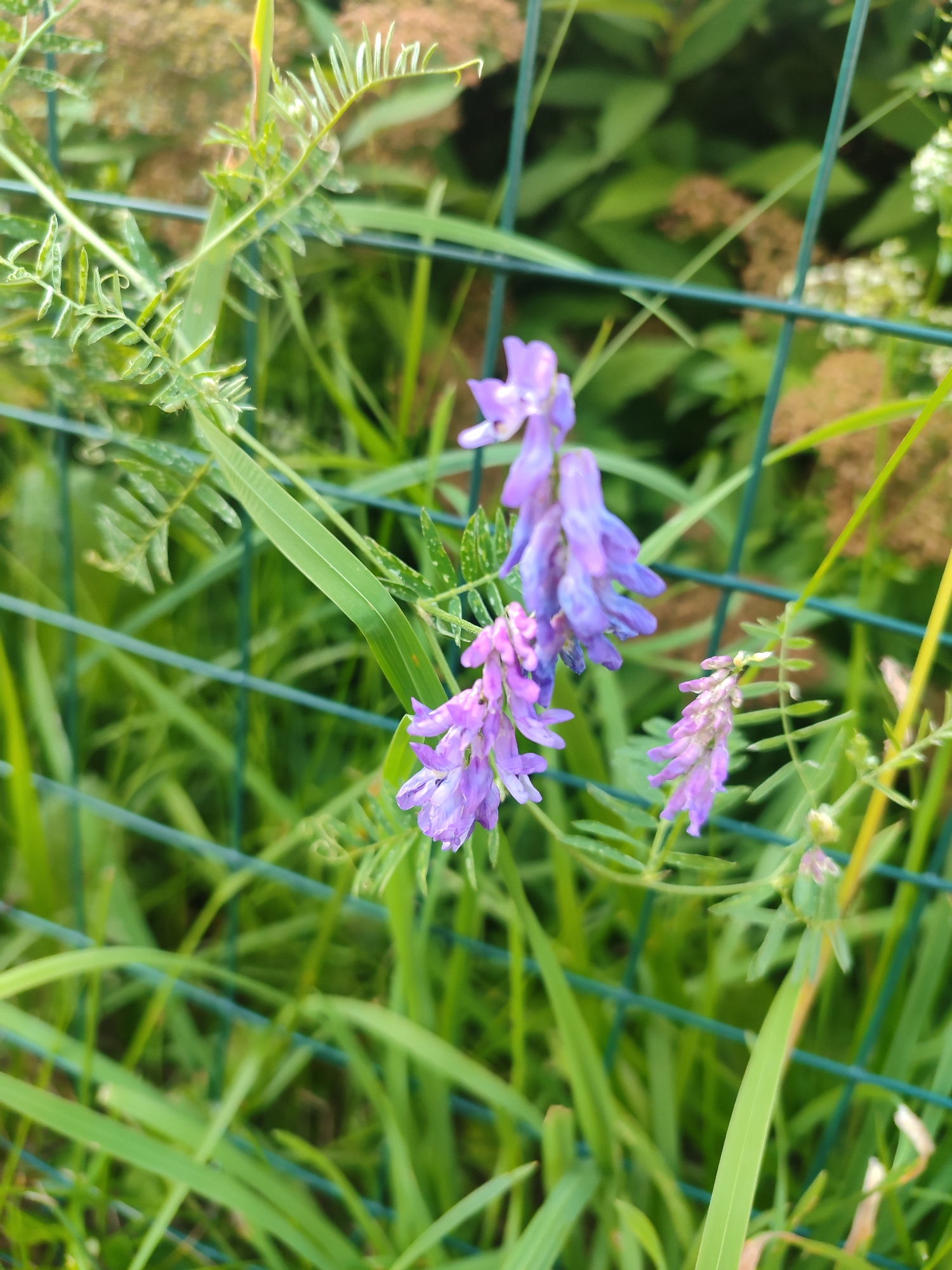 A close-up, vertical, eye-level shot shows a cluster of small purple flowers with serrated green leaves in front of a wire fence. The flowers are in focus and appear to be vetch. Behind the fence, the background is blurred with green foliage, some brown seed heads, and a hint of white flowers. The scene is likely outdoors in a natural setting, possibly a park or garden within Saint Petersburg, Russia, given the presence of lush vegetation and a garden fence. There are no people or animals visible in the image, and no discernible action is taking place.