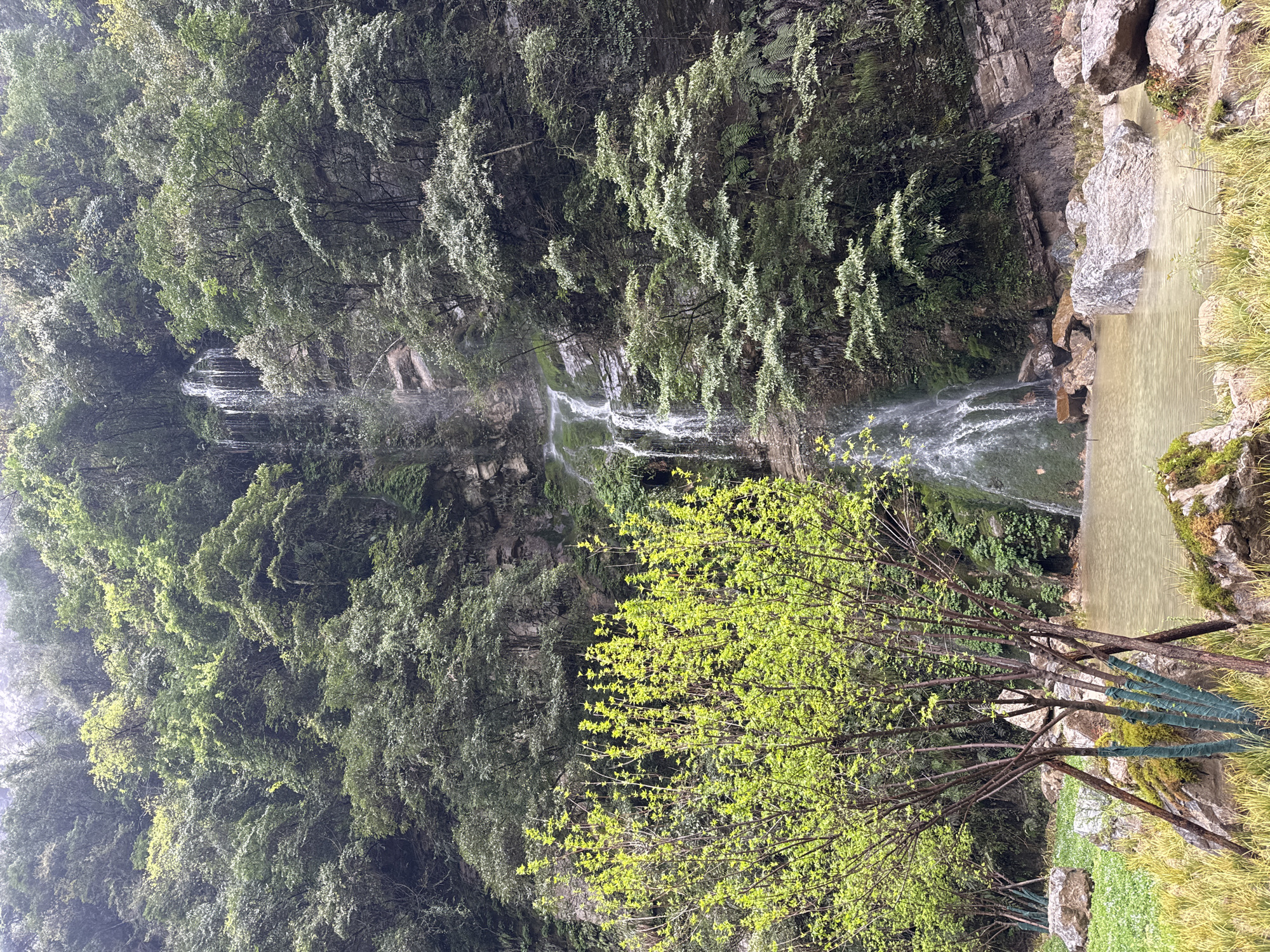 A waterfall flows down a rock face into a pool of water. The pool is surrounded by greenery and rocks, with trees and vegetation covering the surrounding cliffs. The trees vary in color from dark green to lighter, lime-green hues. The scene appears to be situated in a natural environment, consistent with locations within the Wulong District of China.