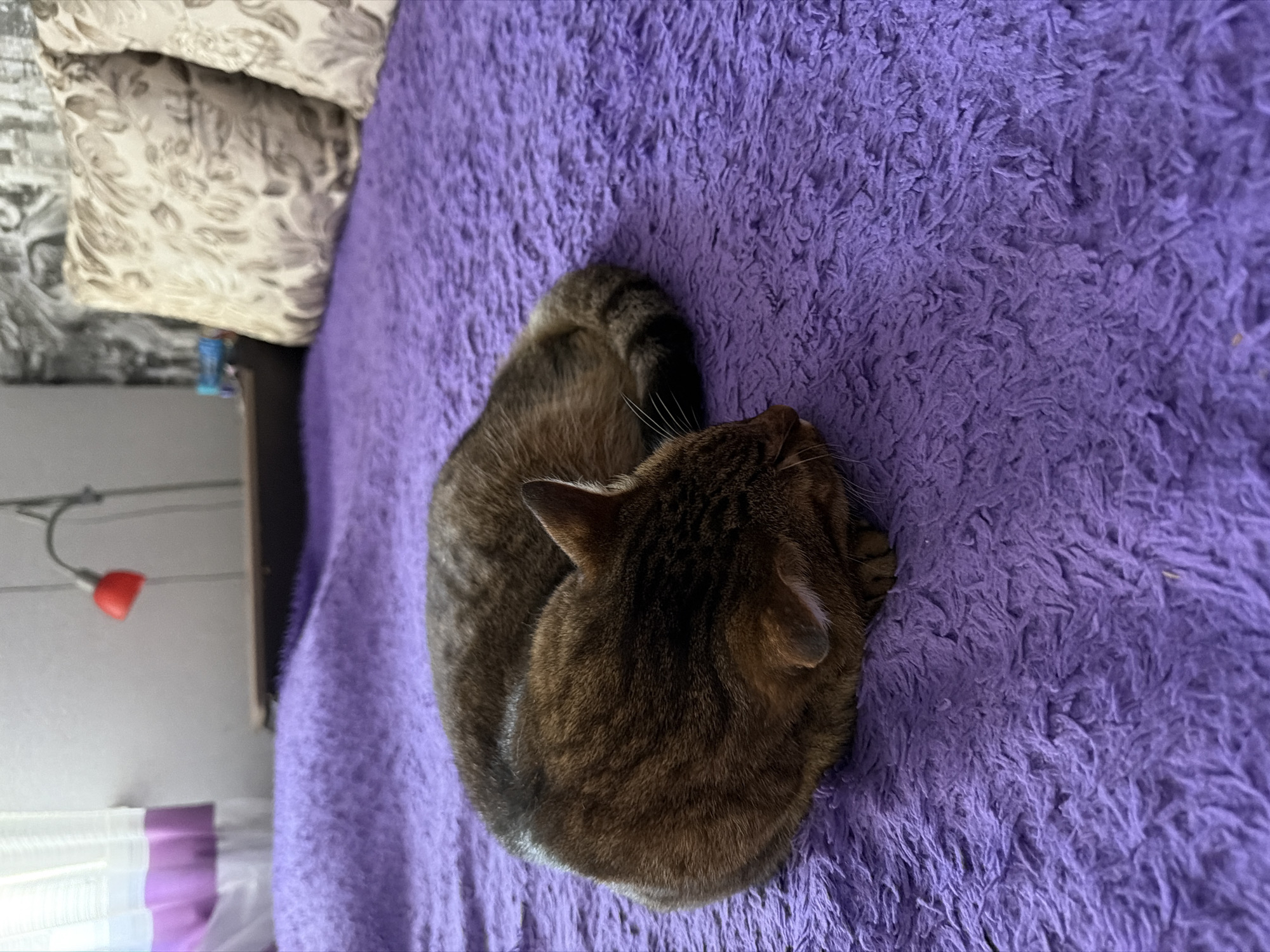 In Mali Kosharyshcha, Ukraine, a tabby cat sleeps curled up on a bright purple, textured blanket covering a bed. The cat is oriented with its head tucked in and its tail wrapped around its body. In the background, two patterned throw pillows are visible on the bed. Behind the pillows, a wall with a patterned wallpaper is partially visible. To the left, a window with white and purple curtains is present, and a small red lamp is attached to the wall above it. The scene appears to be an indoor bedroom environment.