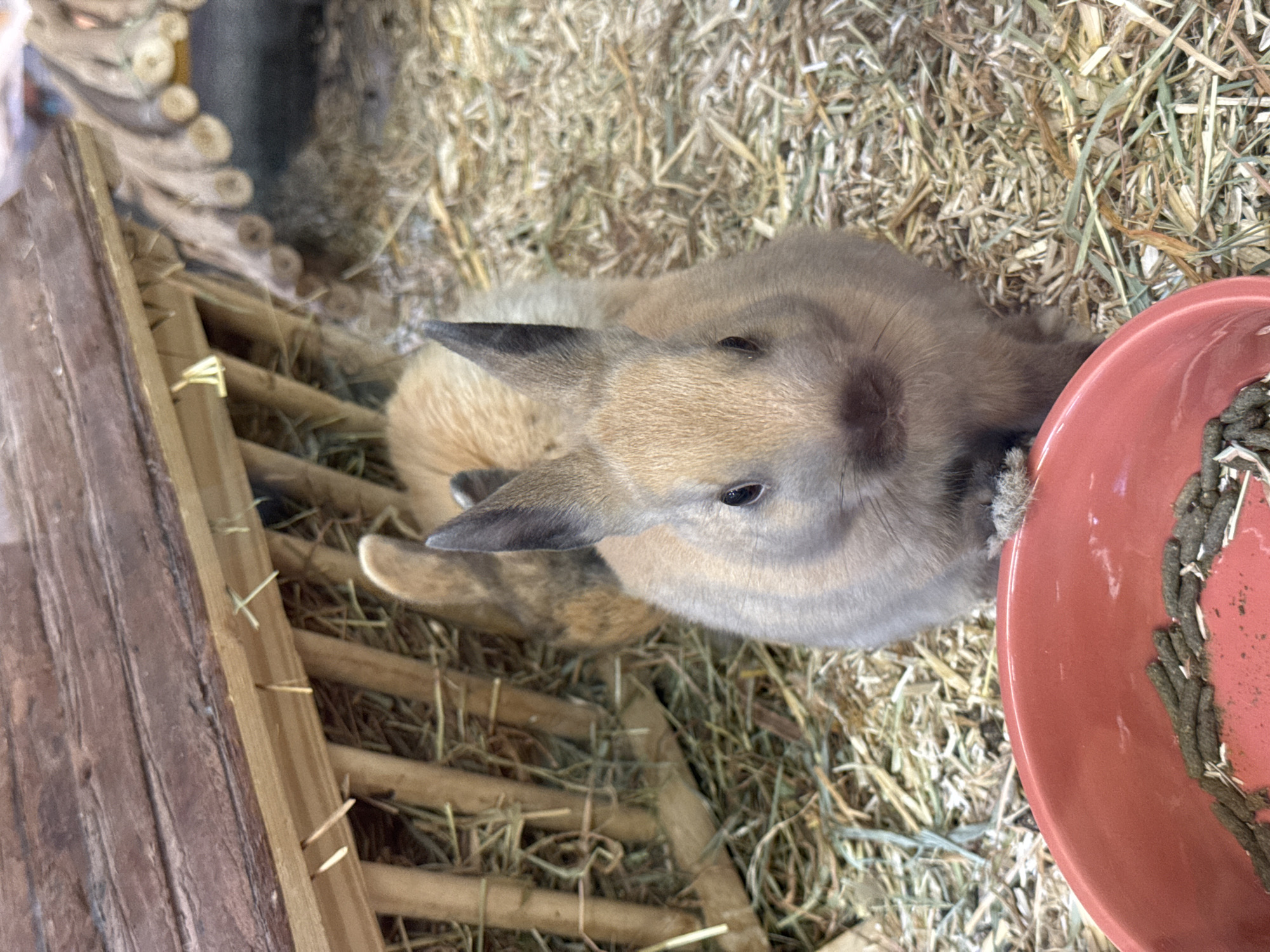 A brown rabbit lies in a pen filled with hay. The rabbit is next to a red bowl, which appears to contain excrement. A wooden structure is in the background. The location is Villebon-sur-Yvette, France.