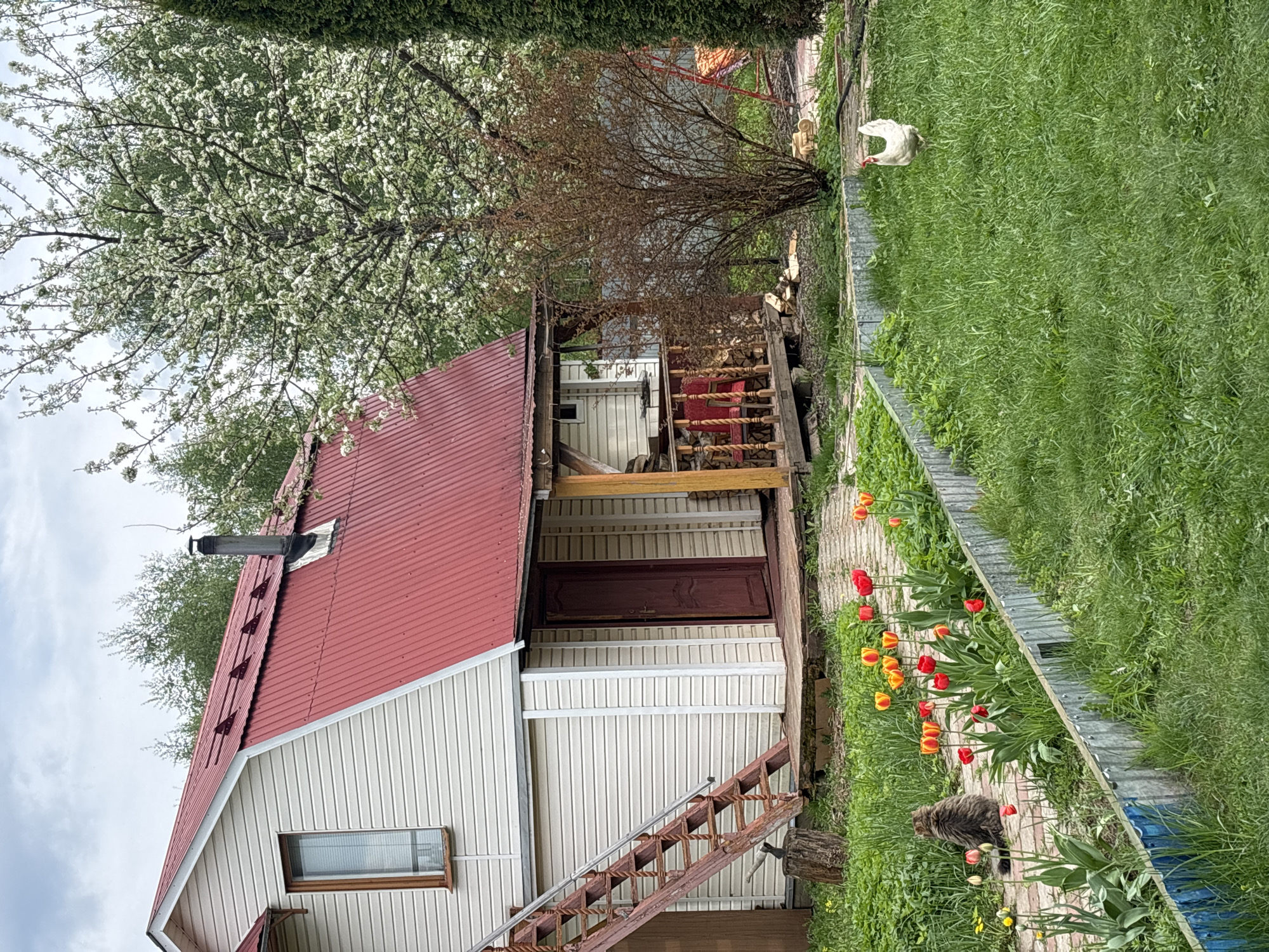 The image shows a house with a red roof and light-colored siding in a yard in Мещёры, Russia. A flowering tree is to the left of the house. There is an elevated wooden porch with wood piled underneath it, accessible by a set of stairs. To the right of the house is a garden area with tulips. A cat sits amidst the tulips and a white chicken is visible in the grass beyond the garden.