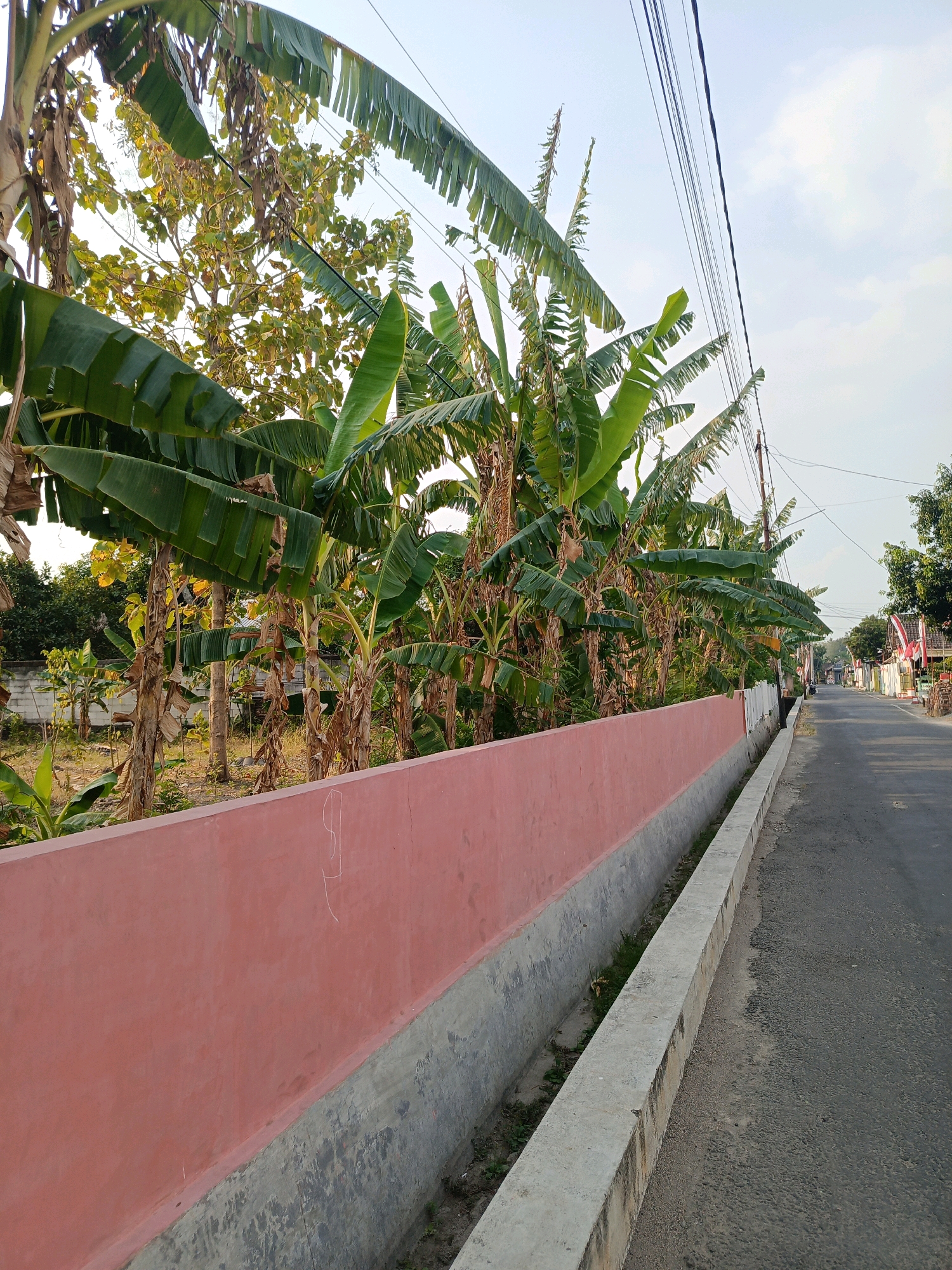 The image depicts a street scene in Pandeyan, Indonesia, characterized by a roadside drainage ditch and a salmon-pink wall on the left. Lush green banana trees with large leaves line the area behind the wall, interspersed with other vegetation and trees, some appearing drier with brown foliage. Overhead, a network of power lines crisscrosses the sky, which is a pale blue with scattered white clouds. The asphalt road stretches into the distance on the right, lined with a concrete curb and the drainage ditch. A few houses and buildings are visible along the street, with some featuring decorative flags. The lighting suggests it is daytime, possibly late afternoon, with the sun casting a soft glow. A person, partially obscured, is walking away from the camera on the right side of the road. The overall impression is of a semi-urban or rural setting, with a clear focus on the natural elements and infrastructure.