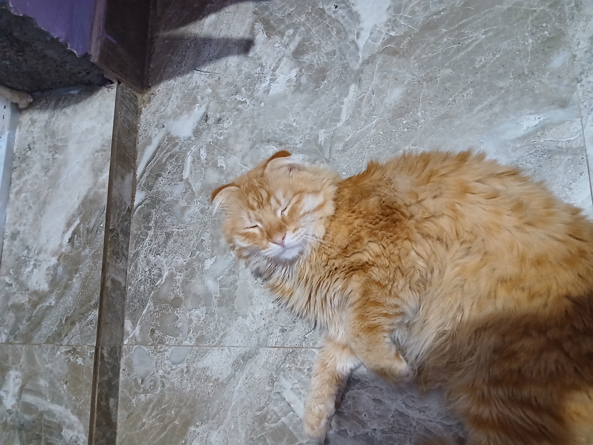 A ginger cat is lying on its back on a marble floor. The cat is asleep, with its eyes closed and its head tilted back. Its fur is long and fluffy, and it is a warm, golden color. The floor is made of large, grey and white marble tiles, with a dark grey border running between them. To the right of the cat, there is a dark, shadowy area, which appears to be a wall or furniture. The lighting is dim, suggesting the image was taken indoors, possibly in a home. The overall scene depicts a relaxed and peaceful moment.