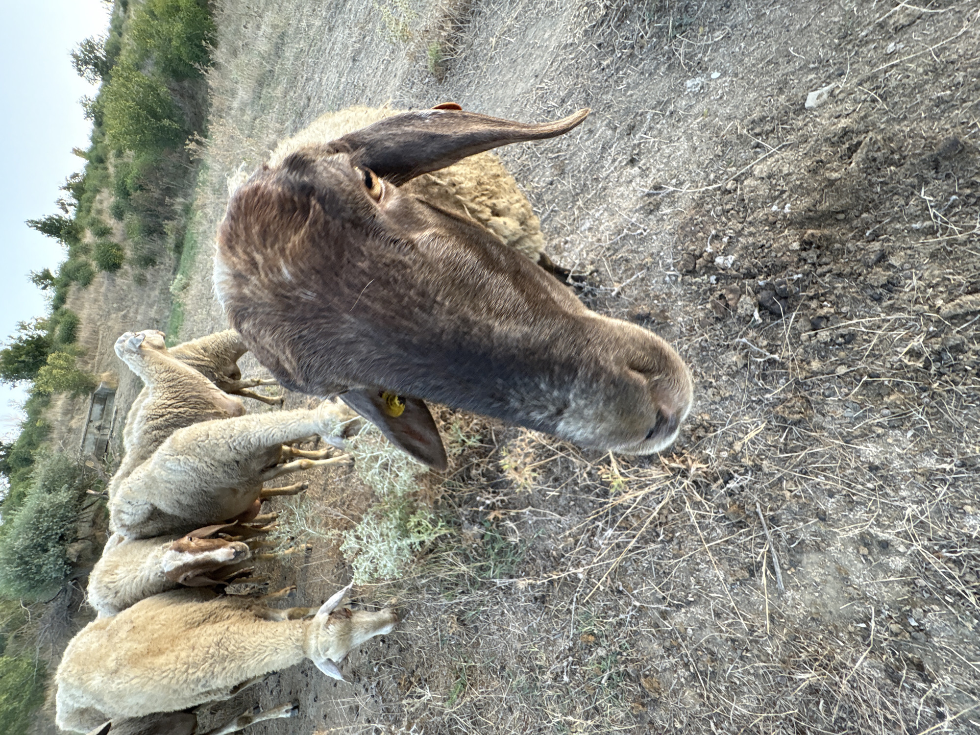 A flock of sheep is grazing on a dry, grassy hillside. The sheep are of various shades of white and brown. One sheep in the foreground is facing the camera, with its head close up. The background shows a gently sloping hill with scattered green bushes and trees. The sky is clear and blue. The image appears to have been taken in an outdoor, rural setting. The location is identified as Tankovo, Bulgaria.