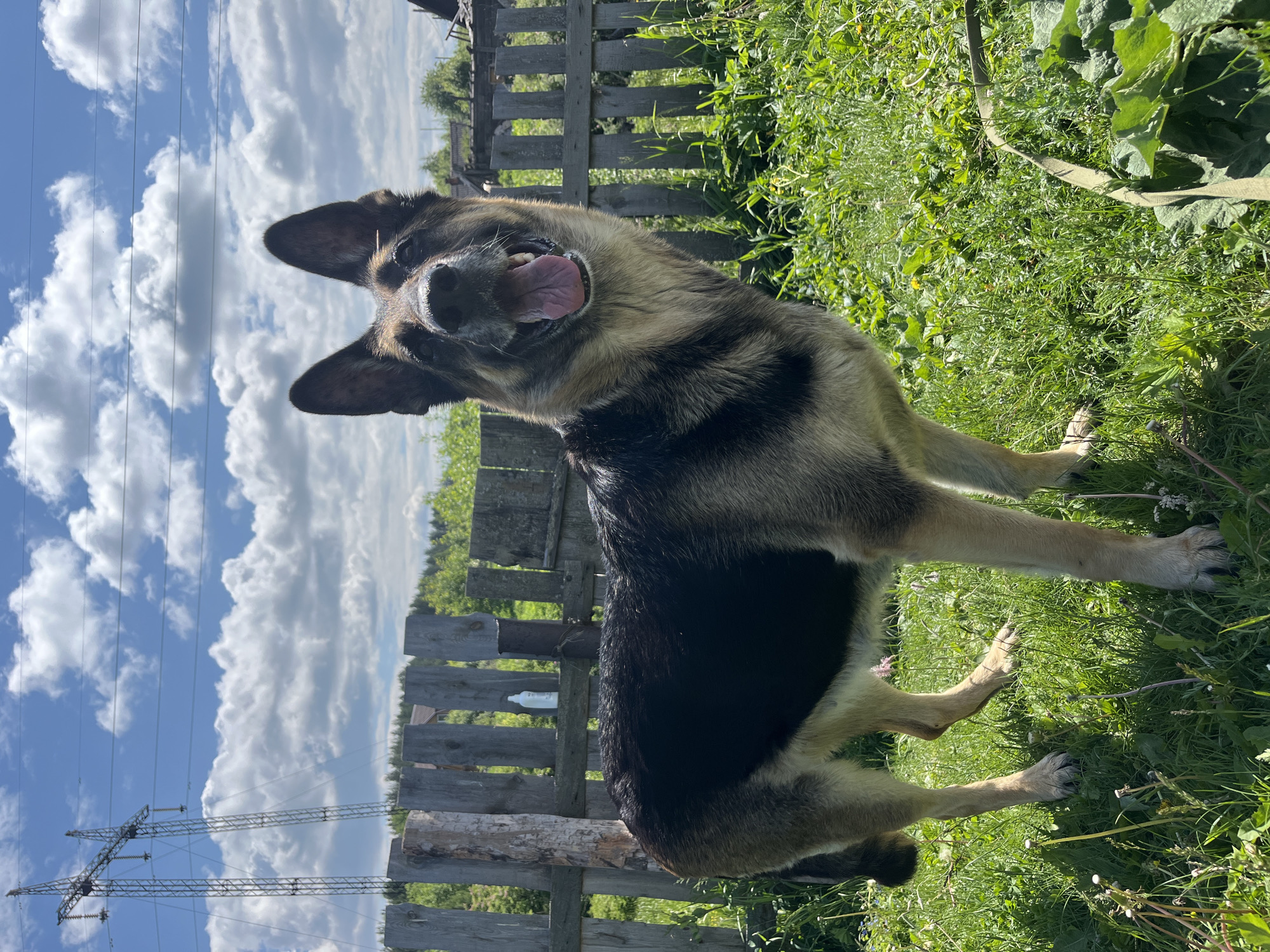 The media file displays an outdoor scene in what appears to be a rural or semi-rural setting in Nizhny Tagil, Russia, under bright daylight.
The main subject is a medium to large-sized dog, resembling a German Shepherd or a mix, positioned prominently in the foreground and midground. The dog has tan, black, and brown fur, with a classic saddle pattern. It is facing the viewer, slightly off-center to the left, with its mouth open and tongue partially extended, conveying a happy and alert expression. Its ears are perked up, and its eyes are focused on the camera. The dog is standing on all four paws in lush green grass, with its body angled slightly.
Behind the dog, a rustic wooden fence made of vertical planks and horizontal rails stretches across the midground. Beyond the fence, a mix of trees and distant structures can be vaguely seen, suggesting a populated area or village edge.
The ground around the dog is covered in abundant green grass and various plants, some of which are taller and form dense patches. A light-colored strap or leash is visible lying on the grass near the dog's right front paw. A white plastic bottle is also discernible behind the wooden fence, partially obscured by the dog's body.
The upper portion of the image features a bright blue sky filled with numerous fluffy white clouds, indicating clear and sunny weather. On the far left, a large metal electricity pylon with prominent power lines extends vertically, contrasting with the natural landscape.
The overall impression is a vibrant, sunny day, capturing a moment of a happy dog in a natural, outdoor environment. There is no visible text in the image.