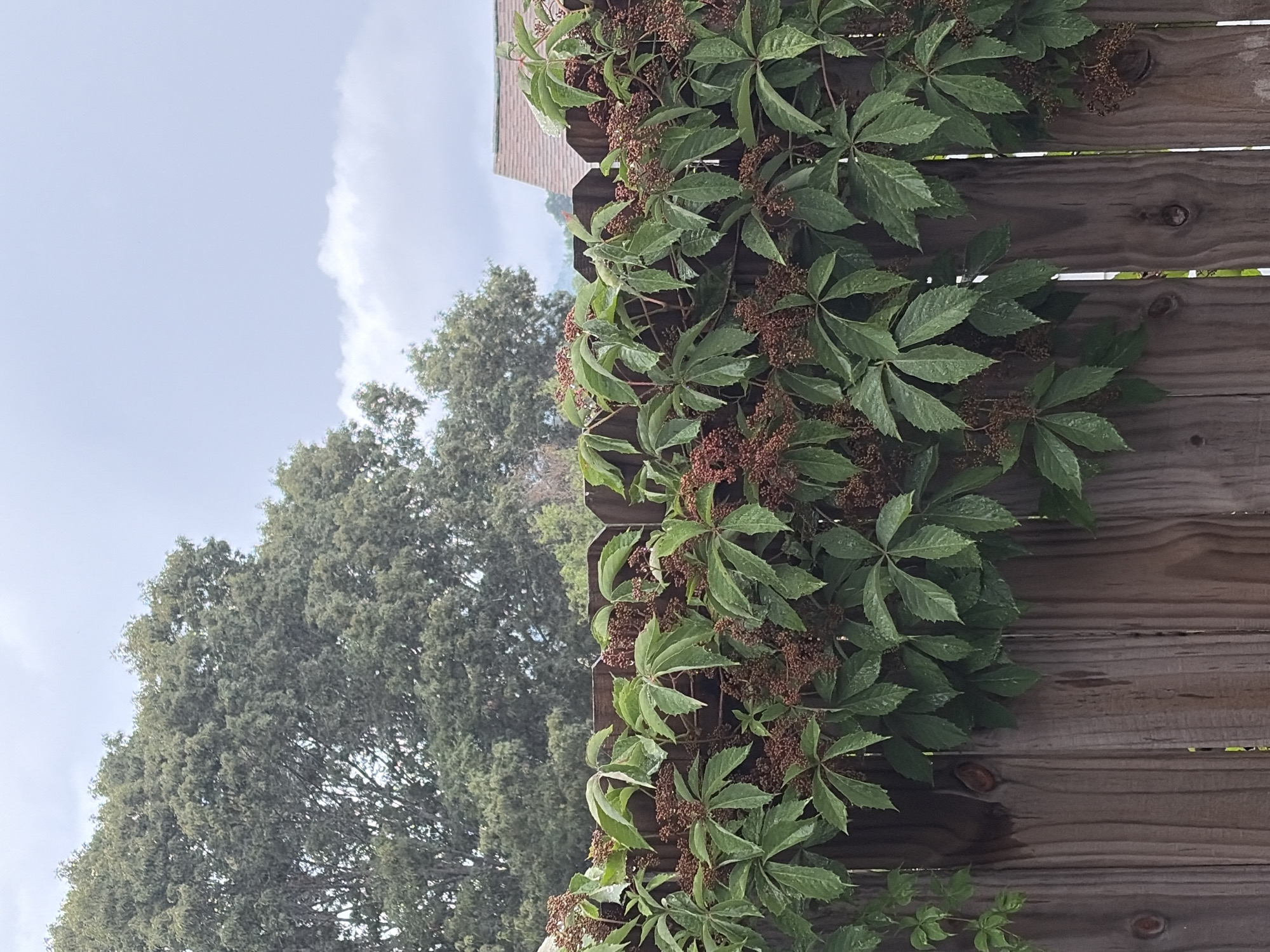 The image depicts a wooden fence in Asheville, United States of America, partially obscured by a thick growth of leafy green vines adorned with small, dark red clusters. In the background, a large, mature tree with dense foliage is visible, and beyond that, the silhouette of a building with a reddish-brown roof can be seen against a cloudy sky. The fence itself is constructed from vertical wooden planks. The overall impression is a natural, somewhat overgrown scene, possibly a backyard or garden area.