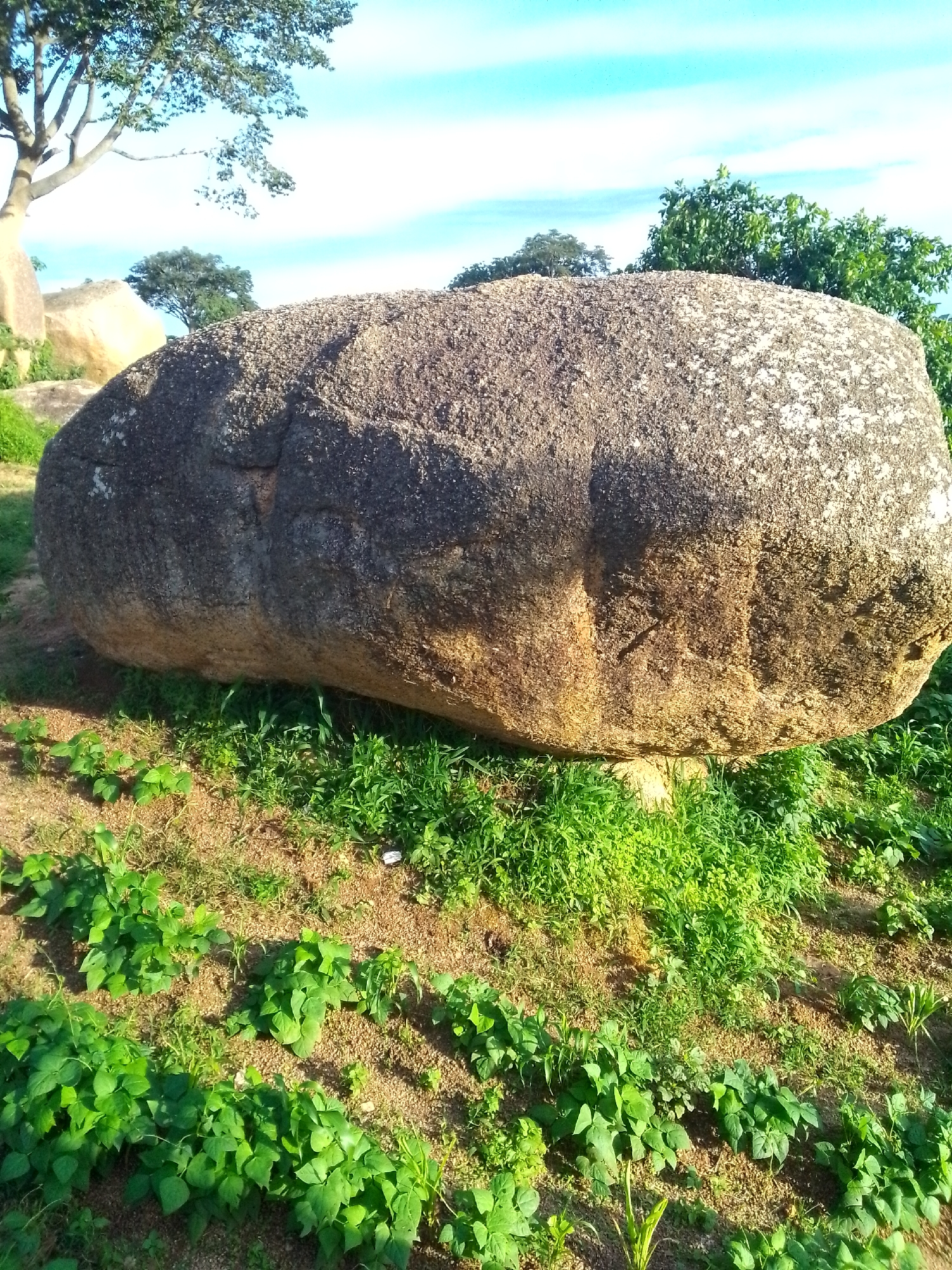 The image depicts a large, rounded boulder resting on a patch of green vegetation and soil. The boulder has a rough, textured surface with variations in color, ranging from dark gray to lighter brown and patches of lighter, almost white, lichen. The boulder is positioned in the center of the frame, dominating the foreground.
Surrounding the boulder is a dense growth of green plants, some appearing as low-lying ground cover and others as taller grasses. The ground is a mix of reddish-brown soil and smaller pebbles. In the background, more trees and vegetation are visible, with a clear blue sky dotted with wispy white clouds overhead. The lighting suggests it is daytime, with sunlight casting shadows on the boulder and the surrounding foliage. There are no people or animals present in the image. The scene appears to be an outdoor natural environment, possibly a park or a rural area.