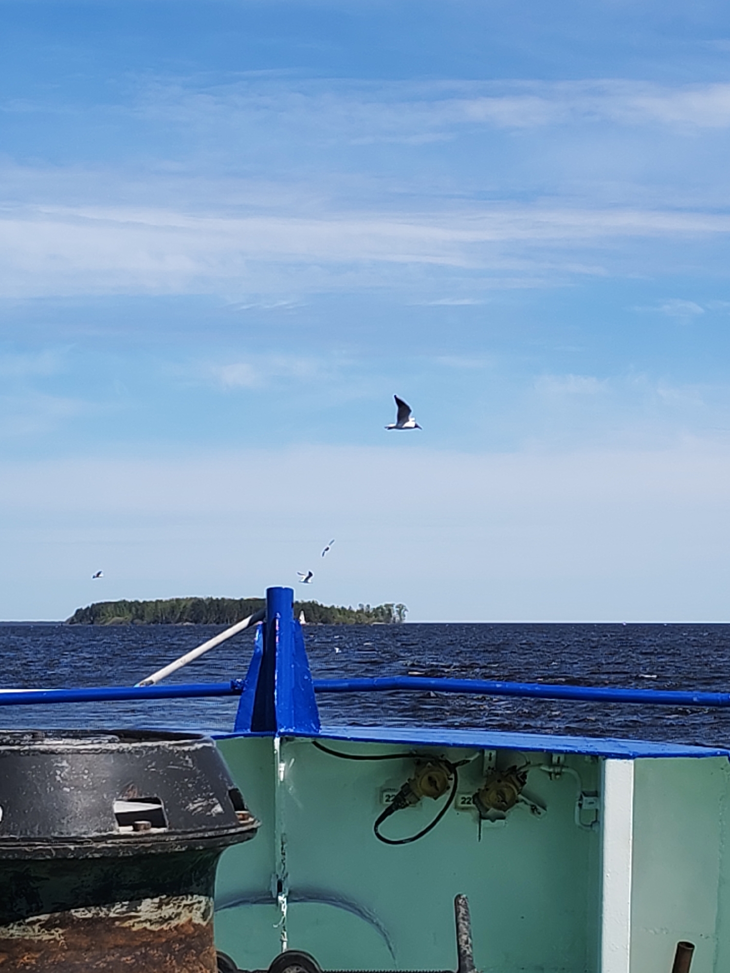 The image shows a view from a boat on a body of water, possibly a lake. In the distance, there is a low, forested island. Several birds, including a prominent gull in flight, are visible in the sky. The foreground shows parts of the boat's structure, including a blue railing and a green and white section with machinery. Given the geographical information provided, this scene is likely located within the Pochinok area, Pogorel'skaya S/A, Russia, but without further information, precise pinpointing isn't possible. There are no people visible. The overall environment appears to be a sunny day on the water.