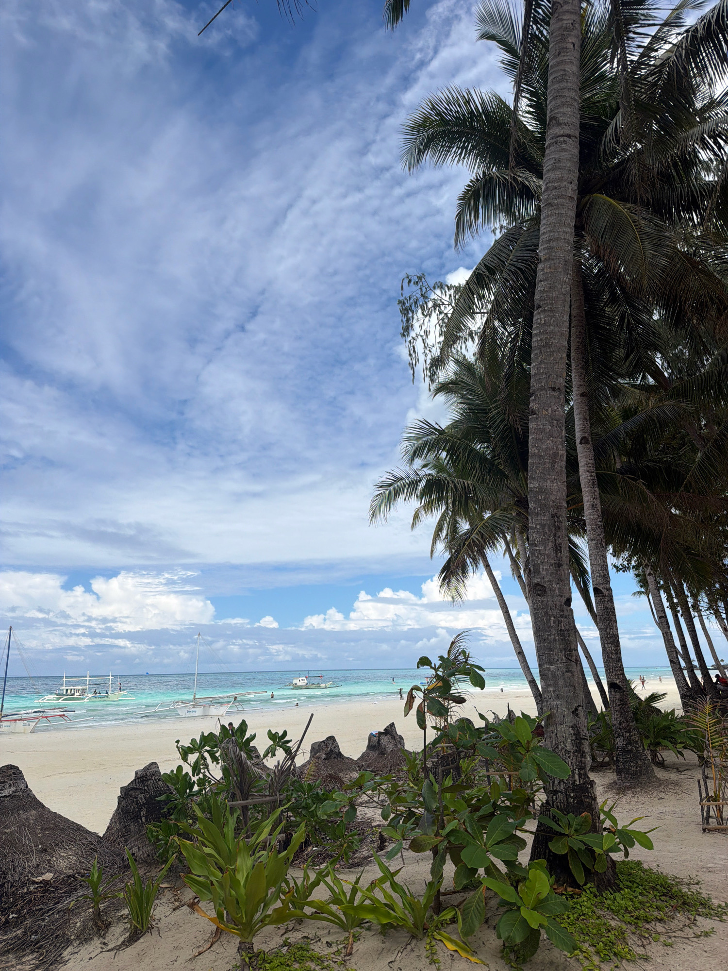 A tropical beach scene is depicted, likely on Boracay Island in Malay, Philippines. The foreground features sandy ground with sparse vegetation, including green leafy plants and some dry, dark, textured debris that could be dried coconut husks or driftwood. Tall, slender palm trees with textured bark line the right side of the image, their fronds casting shadows.
Beyond the foreground, a wide expanse of white sand beach stretches across the middle ground. The water of the ocean is a clear turquoise, transitioning to a deeper blue further out. Several traditional Filipino outrigger boats, known as "paraws," are visible in the shallow water, some with sails raised. One larger boat with a white hull and multiple people on board is closer to the shore, while others are further out. A few individuals can be seen wading in the water or walking on the beach in the distance.
The sky is a pale blue, filled with dynamic, white, wispy clouds that create a sense of depth and movement. The overall impression is one of a serene and sunny tropical day at the beach.