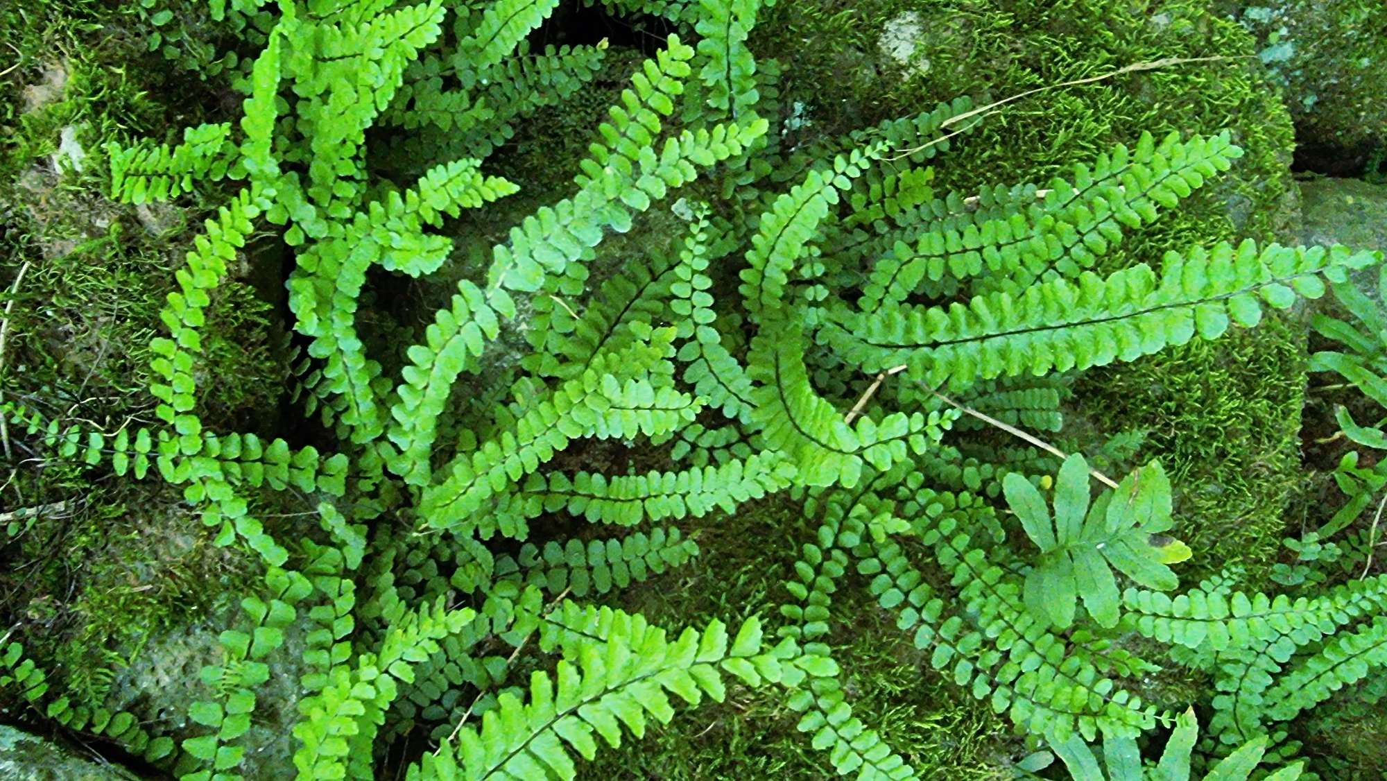 The image is a close-up, vertical shot of vibrant green ferns and moss growing on a textured, rocky surface. The ferns are the dominant subject, with their delicate, frond-like leaves creating a lush carpet. Some fronds are unfurling, while others hang gracefully. The moss provides a soft, verdant backdrop, filling the crevices and irregularities of the rock. The lighting appears natural, highlighting the rich colors and textures of the vegetation. The scene evokes a sense of natural growth and damp, shaded environments. This image was taken in the natural park of La Garrotxa, specifically in Sant Joan les Fonts, Spain, an area known for its volcanic landscape and lush vegetation. There are no people or discernible actions depicted in the image.