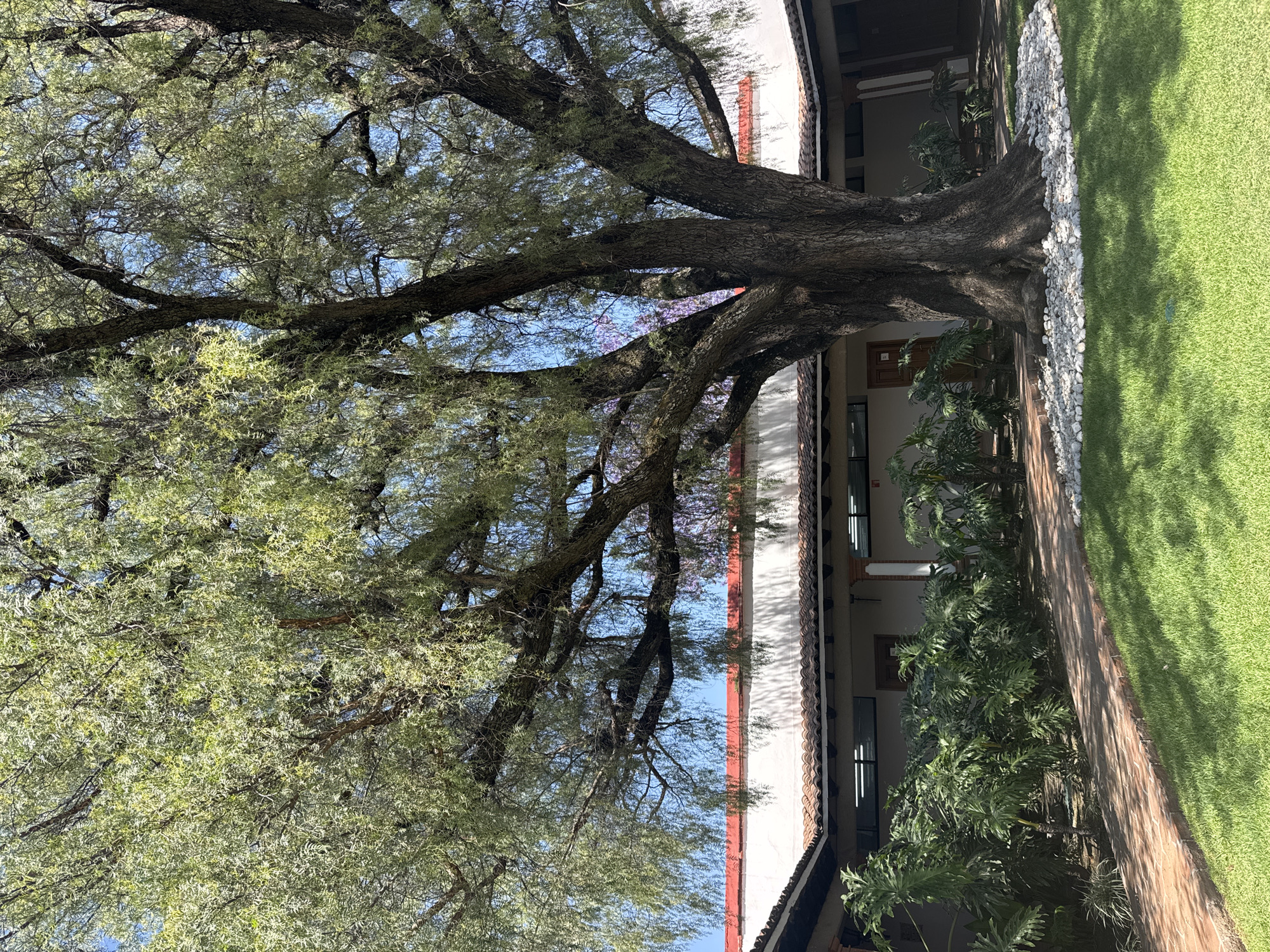 The image depicts a courtyard located in San Andrés Cholula, Mexico, characterized by a large, mature tree as its central feature. The tree possesses a thick, multi-branched trunk and a dense canopy of small, light green leaves, extending from the base of the frame to the top. The base of the tree is encircled by a border of white river stones set into a well-maintained green lawn. A curved red brick pathway traverses the left side of the lawn, leading towards a single-story building that encloses the courtyard. This building features white stucco walls, a traditional red-tiled roof with a prominent overhang, and a covered portico supported by pillars, one of which is partially visible. Rectangular windows with horizontal divisions are present in the upper section of the building's wall, and a wooden door is visible on the left side of the structure. Between the brick pathway and the building, a planted area contains lush, large-leafed green foliage. The scene is illuminated by bright natural sunlight under a clear blue sky, casting distinct shadows. There are no individuals, overt actions, or interactions depicted in the image.