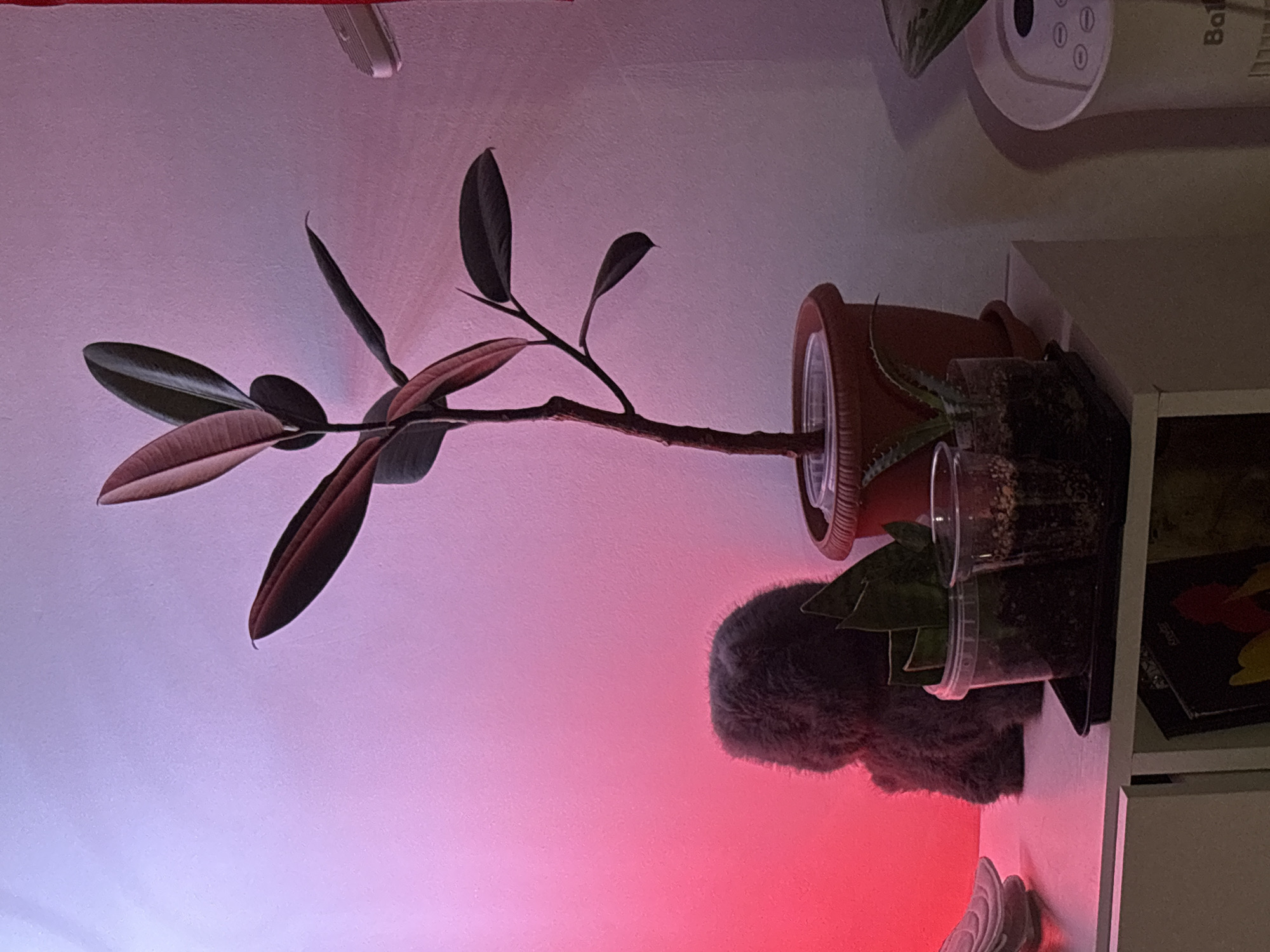A plant in a terracotta pot sits on a shelf. Next to it are two plastic containers holding other plants. A gray, furry object partially obscures the shelf. The wall behind is illuminated with a gradient of pink and purple light. A partial view of a device, possibly a humidifier, is visible above the shelf. There is no evidence to suggest this is Saint Petersburg, Russia.