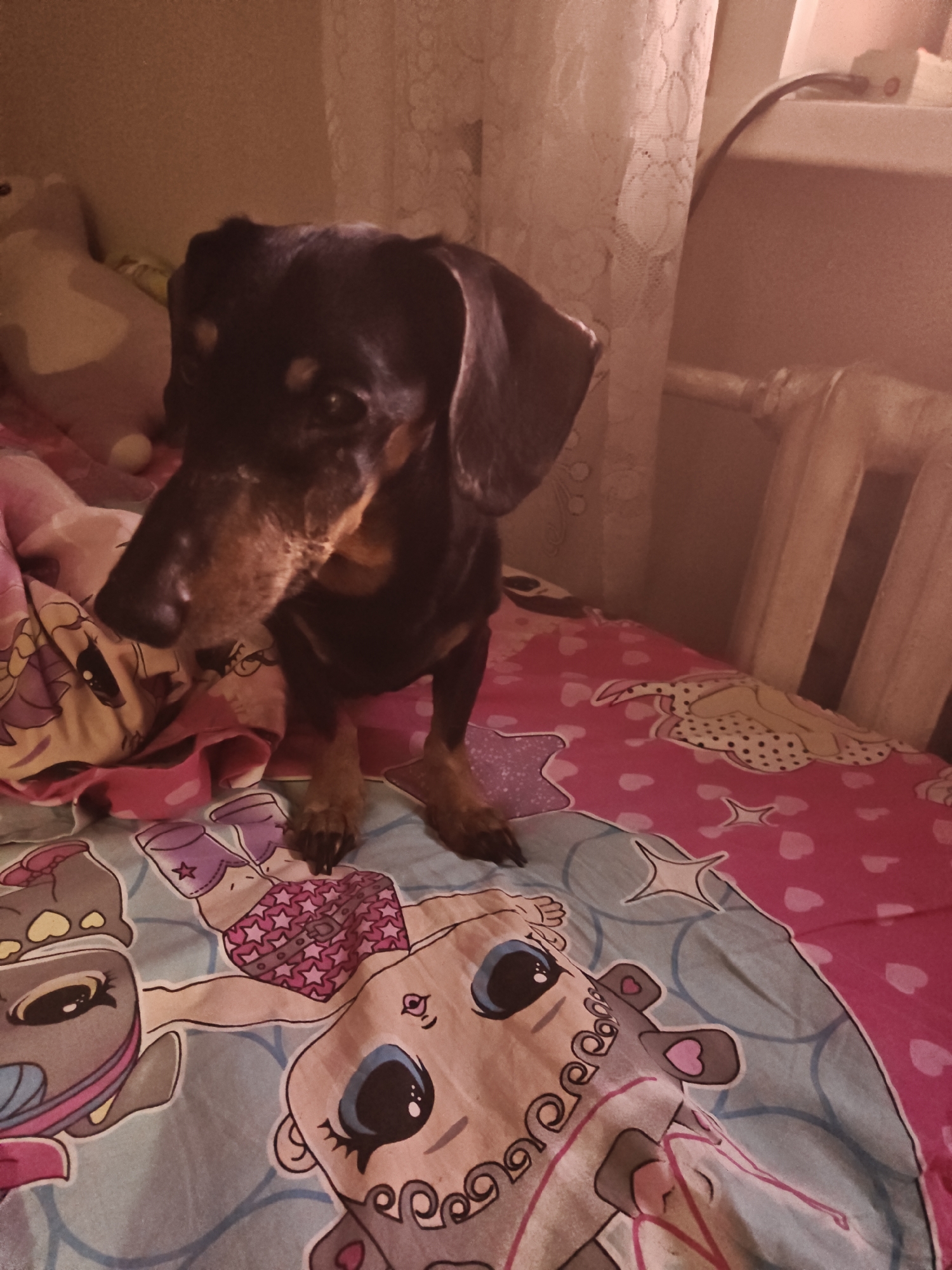 A black and tan Dachshund dog is the primary subject of this indoor photograph. The dog is in a sitting or standing position on a bed. The bed is covered with a patterned duvet featuring cartoon characters, predominantly in pink and blue hues, with stars and hearts. The dog's head is slightly tilted, and its expression is neutral. The background of the image is dimly lit and appears to be a bedroom setting, with a lace curtain visible to the right and a radiator. The lighting suggests it might be evening or nighttime. There is no discernible indication of the specific location within the city of Petropavl, Kazakhstan.
