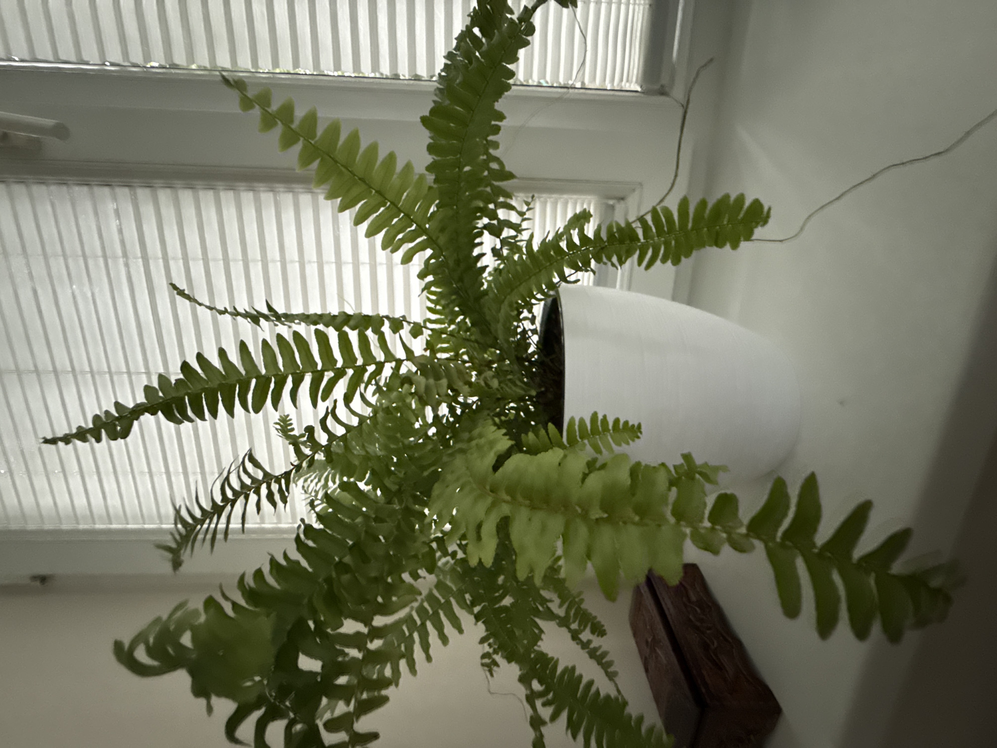 An indoor fern in a white pot sits on a windowsill. The fern has numerous fronds, some of which hang down. To the left of the fern is a small, dark wooden box with intricate carvings. Behind the fern is a window with horizontal blinds, which are closed. The lighting suggests it is daytime. The scene is devoid of human presence. The location is not specified in Tashkent, Uzbekistan.