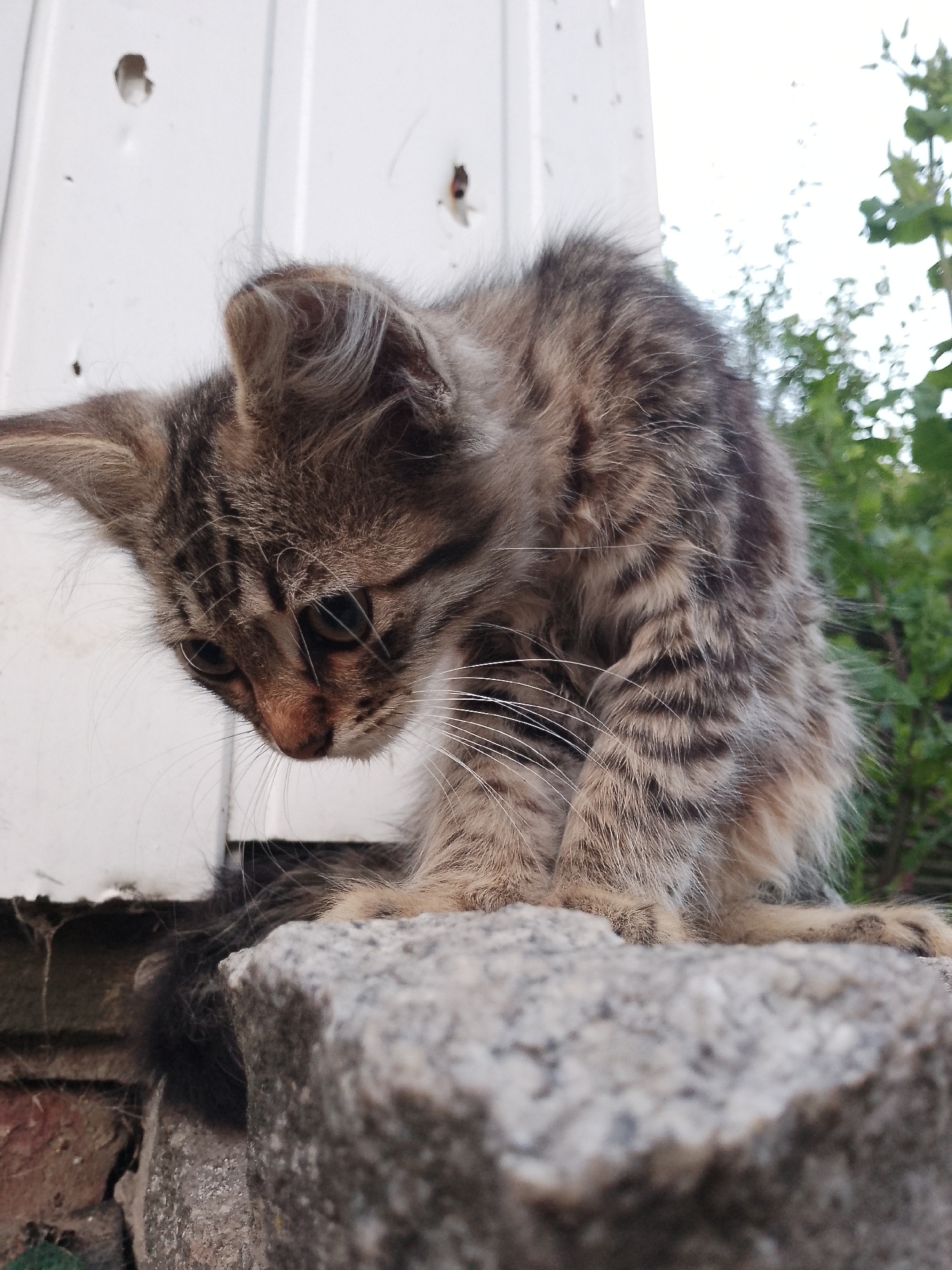 A young, fluffy tabby kitten with striking amber eyes is perched on a rough, grey stone. The kitten is looking downwards, its head bowed as if contemplating something or preparing to pounce. Its fur is a mix of brown, black, and grey stripes, giving it a wild and somewhat disheveled appearance, with long whiskers fanning out from its face. The background is a blur of green foliage, suggesting an outdoor setting, possibly a garden or yard. To the left, a white vertical surface with several small, dark circular marks is visible, adding a touch of mystery to the scene. The lighting suggests it's daytime, likely under natural light, as the scene is well-lit but without harsh shadows. The overall mood is one of quiet curiosity and youthful innocence.