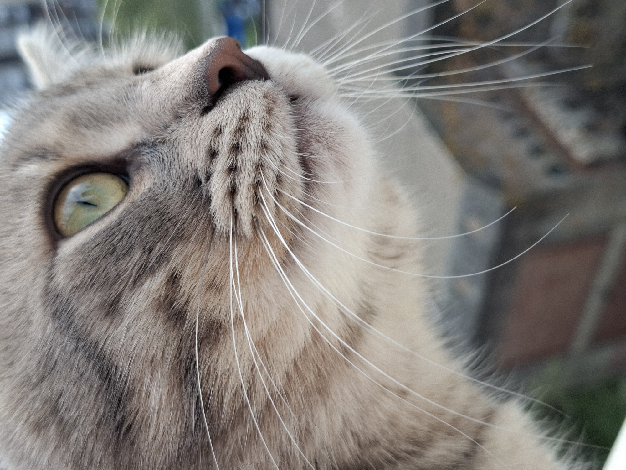 A close-up, eye-level, side-profile shot captures a domestic cat, likely a tabby, gazing intently upwards. The cat's head fills most of the frame, angled towards the upper right. Its fur is a blend of grey, brown, and cream hues, showcasing a tabby pattern with subtle darker stripes on its cheek and forehead. The visible left eye is a bright green or hazel, reflecting ambient light, and appears alert and focused. A prominent pink nose sits above a mouth area covered in light-colored fur. A dense array of long, white whiskers extends from its snout, fanning out towards the right side of the image, some gently curving. The background is heavily blurred, creating a soft bokeh effect. Vague hints of green, possibly foliage or grass, are visible in the upper left and lower right corners, while muted grey and brown shapes in the mid-ground suggest an outdoor setting or structures. The natural lighting indicates it is daytime. The cat's expression conveys curiosity or attentiveness as it looks beyond the frame. No text is visible. The location context is Novi Sad, Serbia.