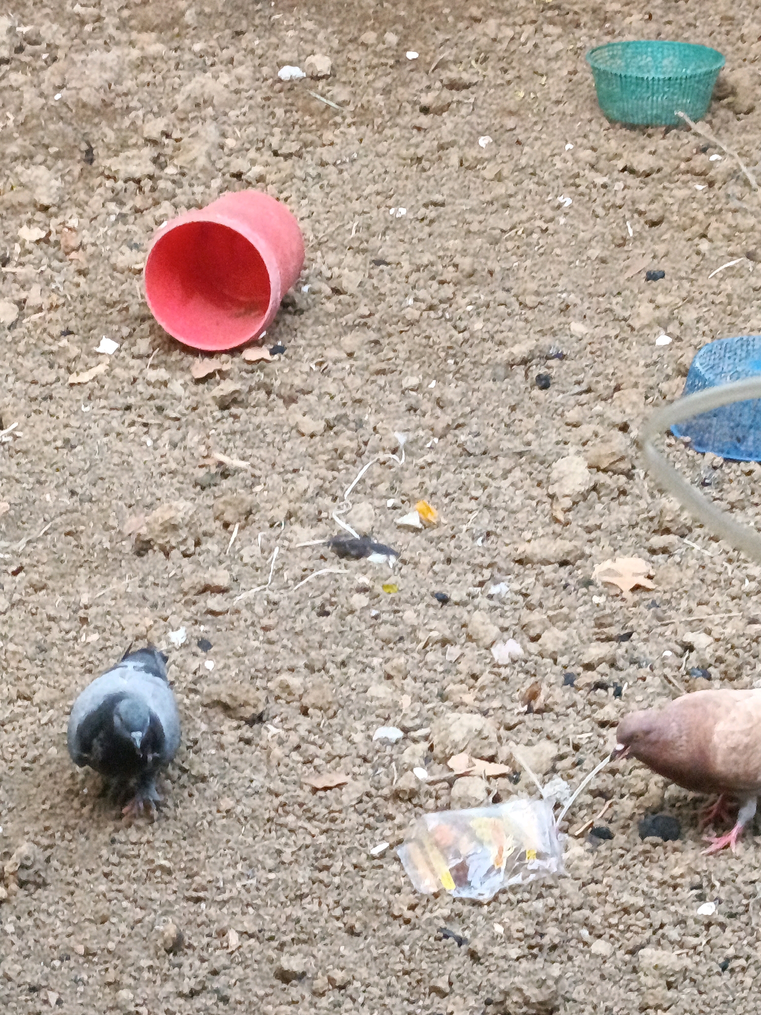Two pigeons are foraging on a dirt ground covered with small stones and scattered debris, including a red plastic cup, a green plastic container, a blue plastic object, and a clear plastic bag with colorful contents. One pigeon, with gray and black plumage, is facing away from the camera, while a second, light brown pigeon, is pecking at the plastic bag. The background is out of focus, showing more of the dirt ground. The scene is set in a general outdoor area, possibly a park or yard, within the city of Megang Sakti I, Indonesia.