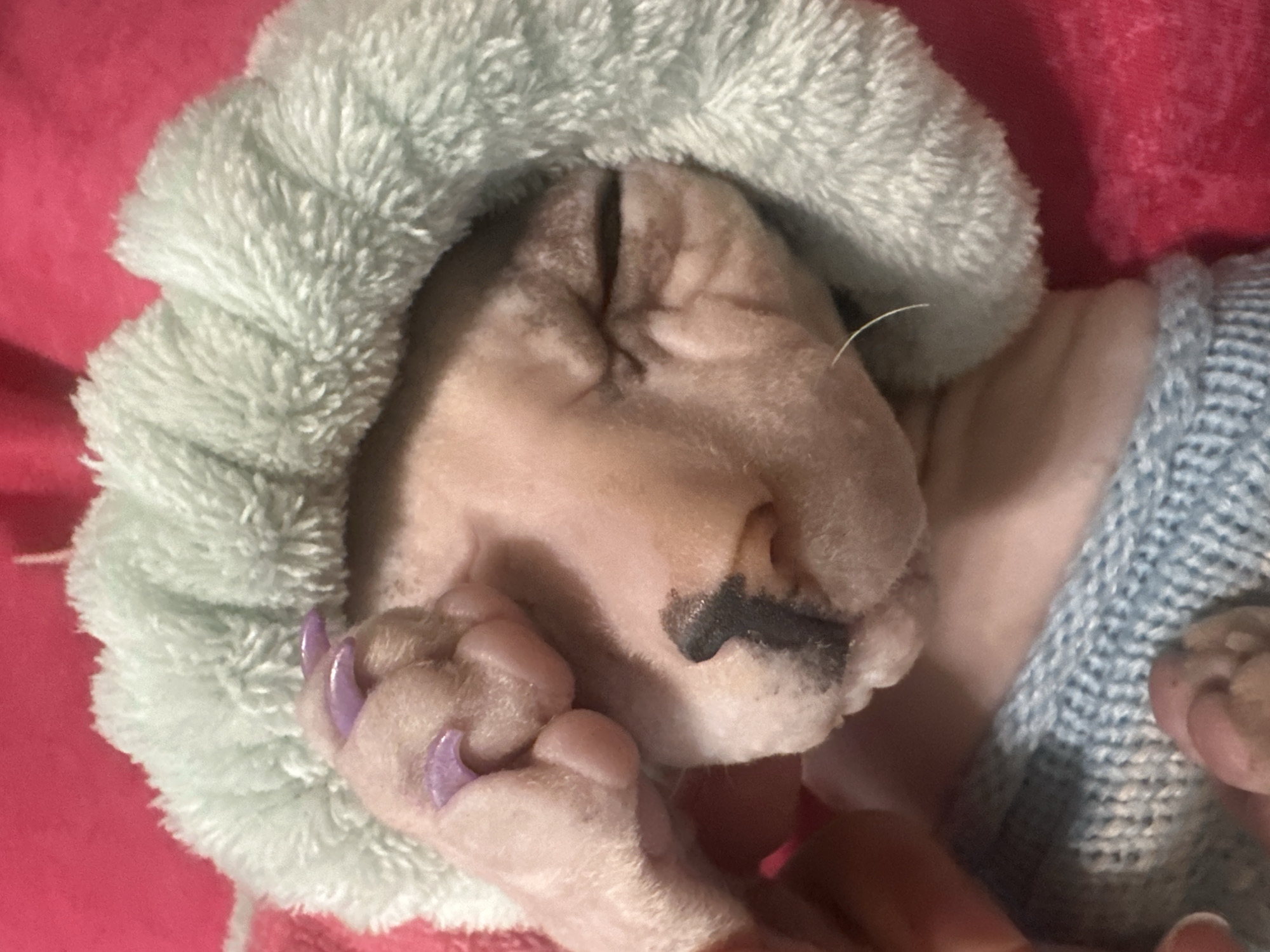 This close-up, overhead shot features a Sphynx cat sleeping. The cat is wearing a light green, fuzzy hood that covers its head, and a light blue knitted garment around its body. The cat's fur is light pinkish-tan, and it has dark markings around its nose. Its paws are visible, with one paw resting on its face. The cat's claws appear to be painted a light purple color. The background is a bright pink fabric, possibly a blanket or bedspread. The lighting is soft, suggesting an indoor setting. The overall mood is one of peaceful slumber and comfort. There is no visible text in the image.