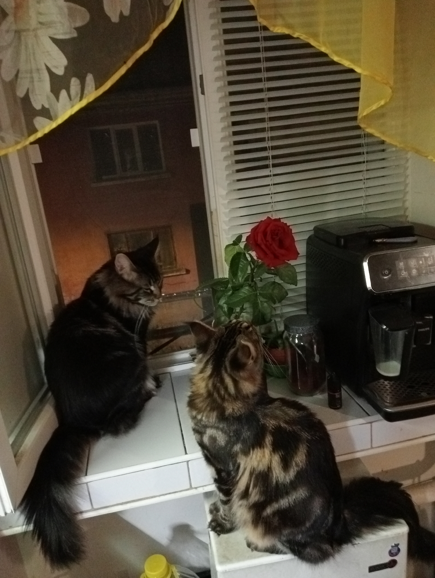 Two domestic cats are positioned on a windowsill. The cat on the left is facing right, with its body angled towards the window. It has dark brown and black fur with some lighter tabby markings. The cat on the right is facing upwards and slightly left, its body angled towards a coffee machine. This cat exhibits a mottled brown, black, and tan coat. A red rose in a pot sits on the windowsill between the cats and the coffee machine. The coffee machine, a black Philips model, is situated to the right of the rose. A glass container with a dark lid is to the left of the rose. Outside the window, a building with illuminated windows is visible. Yellow sheer curtains with a floral pattern hang from the top of the window frame. The scene appears to be indoors, possibly in a kitchen, with a view of an exterior urban environment.